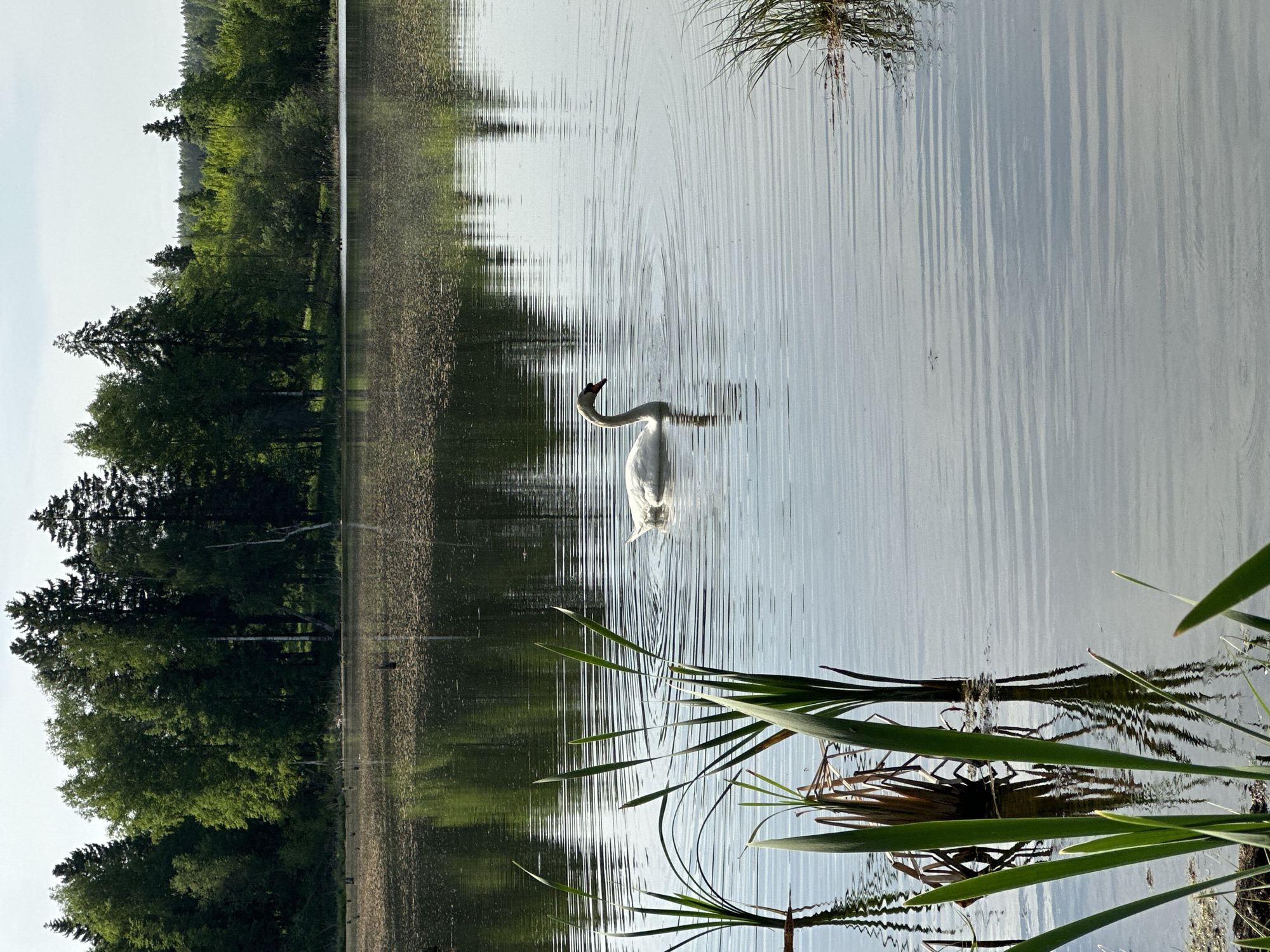 A swan floats on a lake bordered by trees in Bormist, Russia. The water is calm with slight ripples around the swan, reflecting the trees on the opposite shore. Vegetation grows along the edge of the water. The sky is visible above the trees.