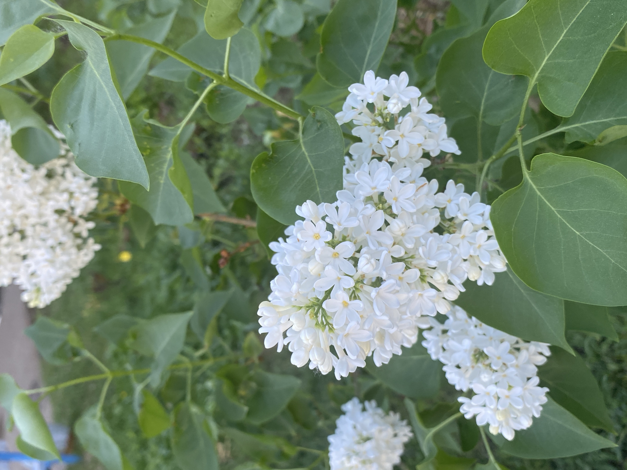 The image shows a close-up of a flowering shrub. The flowers are white and clustered in dense panicles. The leaves are green, heart-shaped, and positioned behind and around the flowers. The background is indistinct but appears to be greenery. There is no information in the image to suggest it was taken in Марковский, Russia.