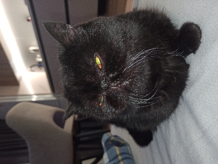 A black cat with green eyes is viewed from above. It has a slightly squashed face and white whiskers. The background is out of focus, but a gray chair, part of a door frame, and a blue plaid blanket are visible. The cat appears to be lying on a gray surface.
