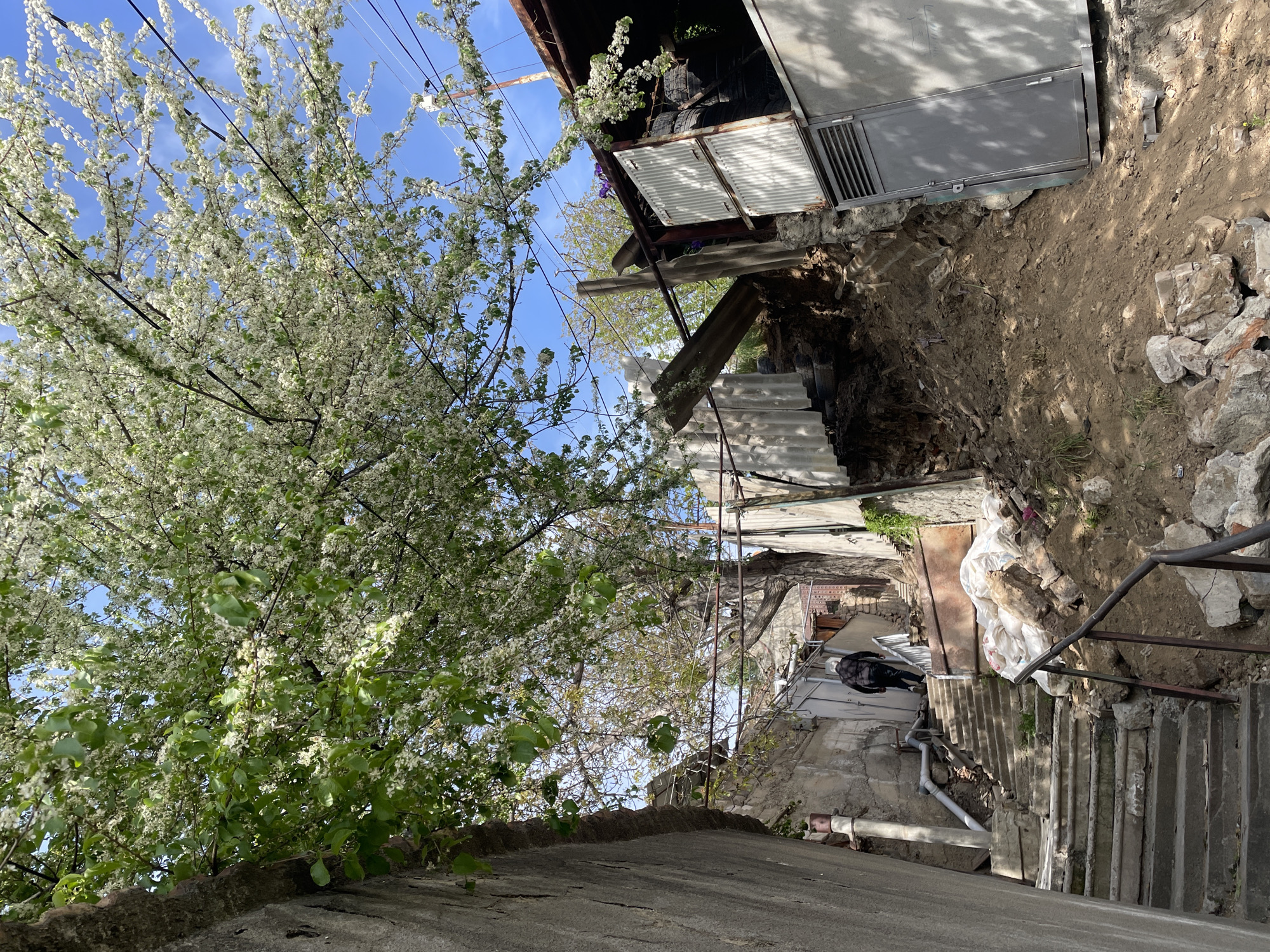 This photograph, taken in Tbilisi, Georgia, captures a multi-level urban landscape under a bright, clear sky, likely during spring. The scene is dominated by a large tree covered in dense clusters of small white blossoms and fresh green leaves, occupying a significant portion of the left and upper areas of the frame. Black utility wires crisscross through the tree branches.
The view is directed downwards, revealing a complex arrangement of concrete structures and natural terrain. In the mid-ground, a person dressed in dark clothing walks down a set of weathered concrete stairs equipped with a dark metal handrail on the right. Adjacent to these stairs, a steep dirt slope is visible, strewn with construction debris including large concrete chunks and a white plastic bag. Further up and to the right, parts of a building are visible, featuring a metal gate or vent and two white louvered doors or panels. Below this, another series of concrete steps and a piece of corrugated metal are present, indicating varying ground levels.
The foreground shows a dark, textured concrete surface, possibly a roof or walkway, from which the image was taken. The strong sunlight casts clear shadows, suggesting a bright morning or afternoon. The overall atmosphere combines the natural beauty of blooming flora with the rustic and somewhat unkempt character of an older, lived-in urban environment. No visible text is present in the image.