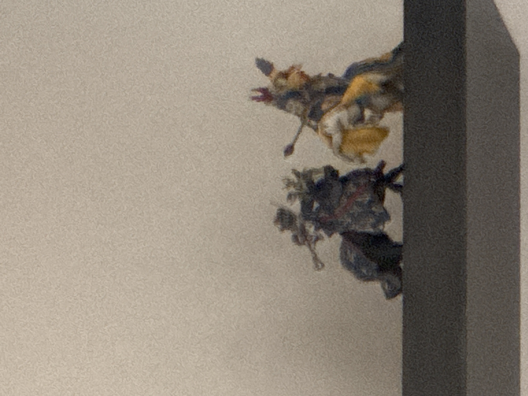 The image shows a fragmented view of a butterfly displayed behind a dark grey rectangular object. The setting is indoors with a light beige textured wall in the background. Location: Puebla, Mexico cannot be confirmed.
