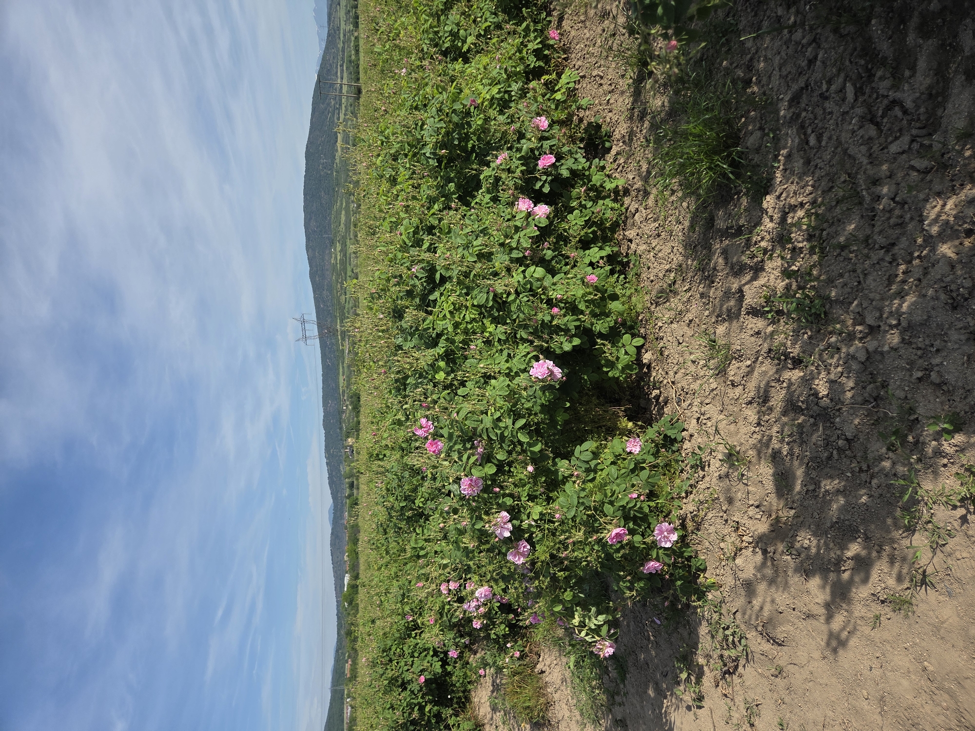 The image depicts a field of Rosa damascena in the Ivan Vazovo region of Bulgaria. The rose bushes, bearing pink blossoms, extend across the frame. The foreground shows bare earth. In the background, a mountain range is visible under a partly cloudy sky. Power lines cross the landscape.