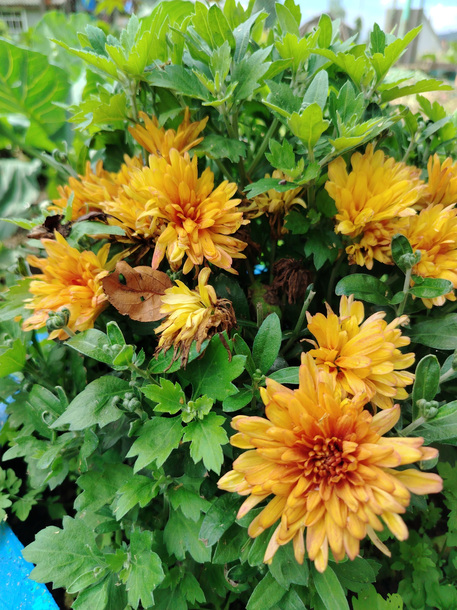 The image shows a close-up view of a cluster of bright orange chrysanthemums in full bloom, interspersed with lush green foliage. Some of the flowers are fully open, revealing their intricate petal structures, while others appear to be buds. One dried brown leaf is visible among the green leaves and orange petals. The background is blurred, suggesting an outdoor setting. There is a hint of a blue object, possibly a pot or planter, on the left side of the frame. The scene is entirely focused on the flowers and their immediate surroundings, with no people or specific landmarks of Kaltan, Russia visible.