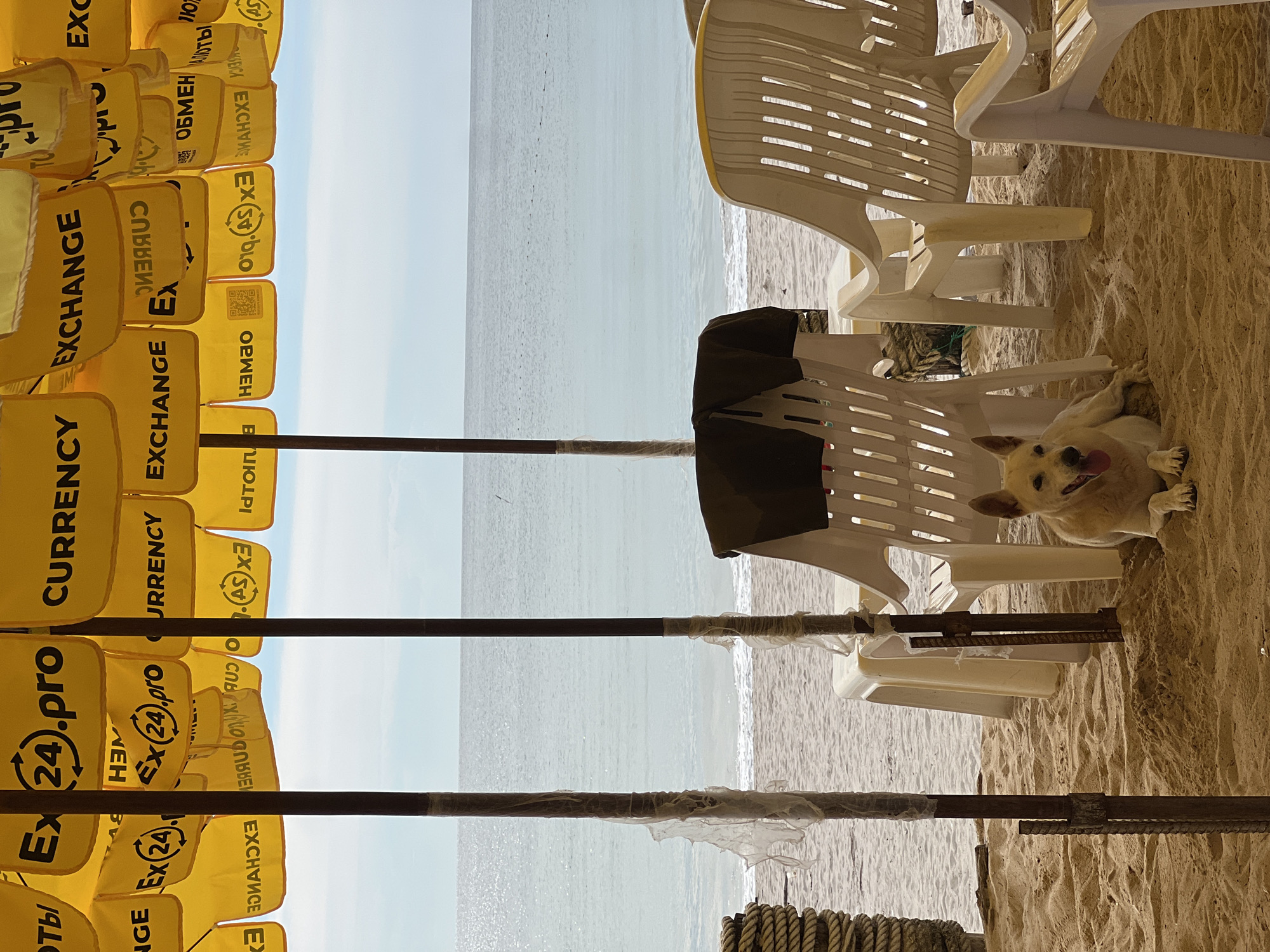 Here is a concise description of the image:
The image shows a beach scene, possibly in the city of Unknown, Unknown. In the foreground, there are several white plastic chairs and a small, light-colored dog lying on the sandy ground between them. To the left of the chairs, there are yellow signs with black lettering that read "EX (24).pro CURRENCY EXCHANGE" and other variations. The signs appear to be on poles that are partially obscured by plastic wrapping. In the background, there is a body of water, likely the ocean, with a pale sky above it.