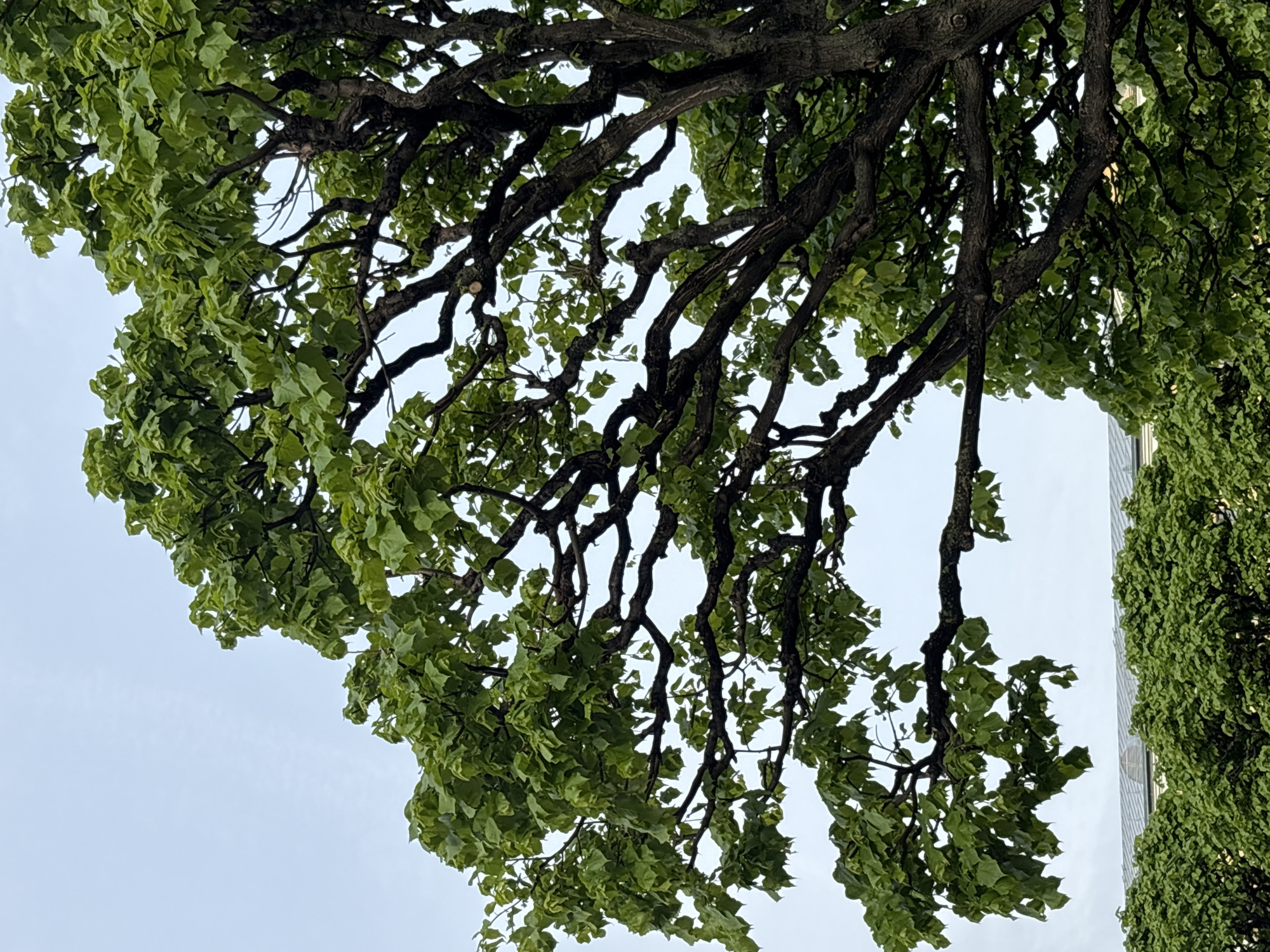 A low-angle view of a tree's branches and leaves fills most of the frame, with a patch of pale sky visible in the gaps. The tree's foliage is dense and green. To the right edge, the side of a building is partially visible, covered with green vegetation. Based on the architectural style of the building and the type of tree, the location is likely in Saint Petersburg, Russia. There are no people visible in the scene.