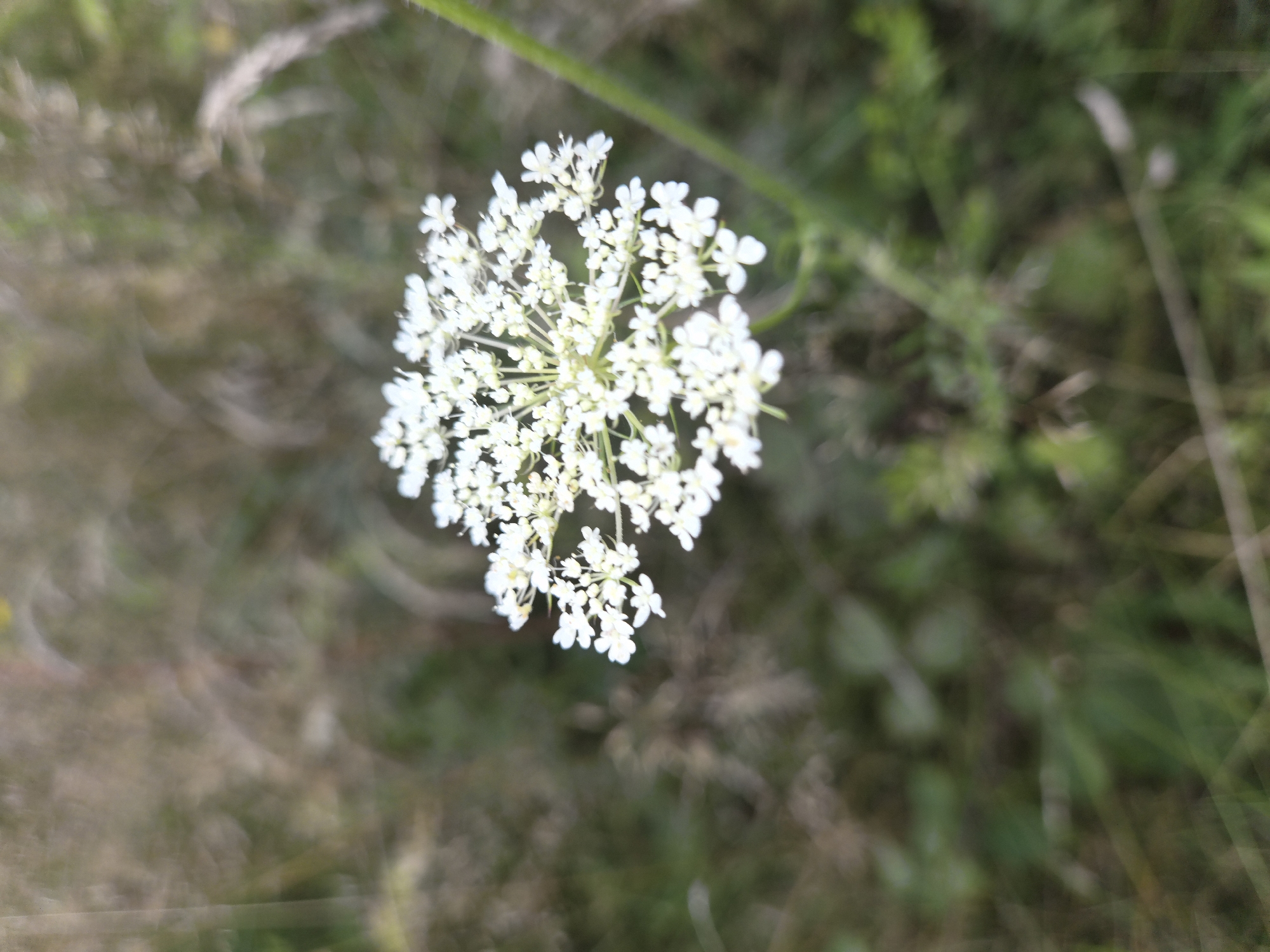 The image features a close-up, low-angle shot of a cluster of small white flowers. The flowers are arranged in an umbel formation, with many tiny petals radiating from a central point. The background is softly blurred, showing muted greens and browns, suggesting a natural outdoor environment such as a field or meadow. The lighting is natural, and the focus is sharp on the flowers, with the surrounding vegetation out of focus. The overall impression is one of a delicate wildflower in its natural habitat. The location is specified as Krasnadvarski Sel'ski Savet, Belarus. No people or explicit actions are visible.