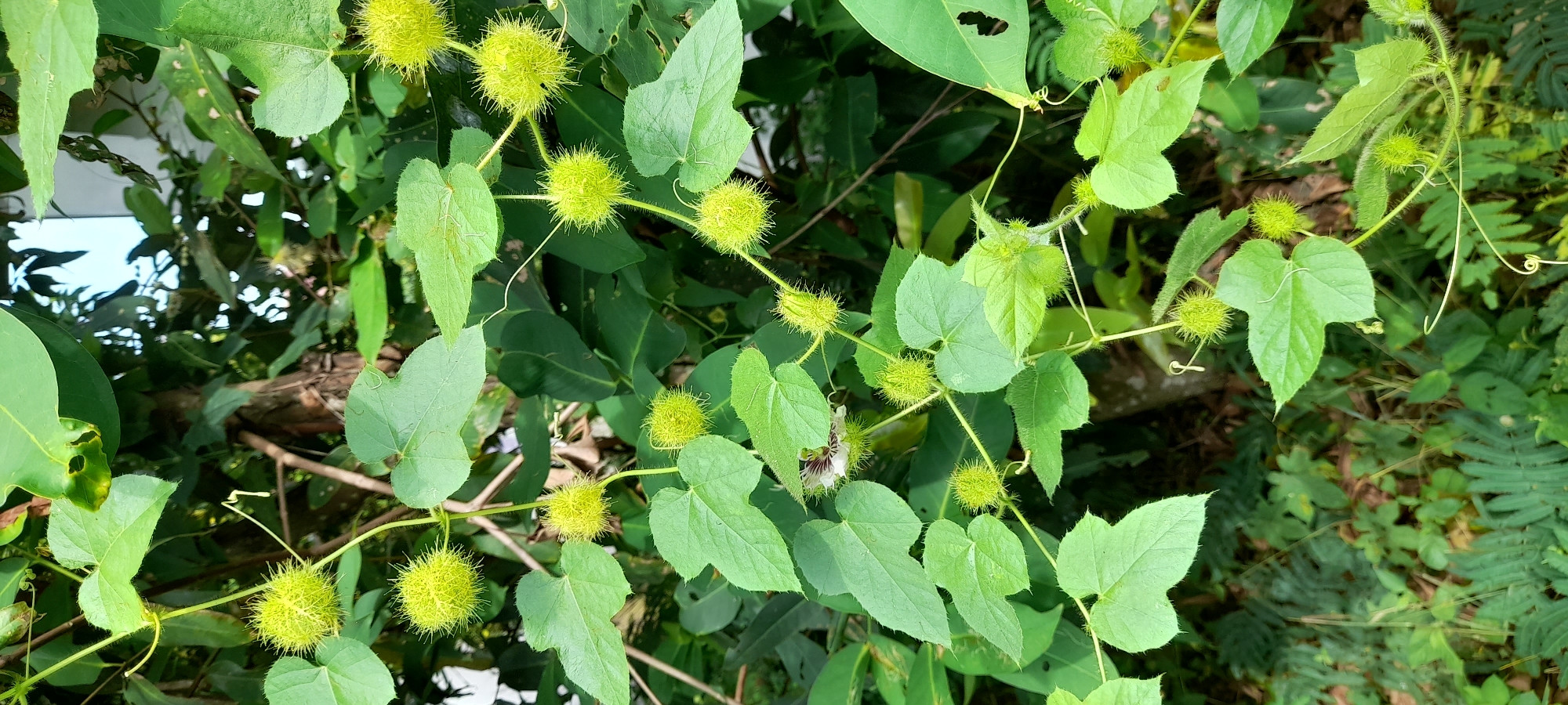 The image depicts a dense patch of vegetation, likely located in Buketteukuh, Indonesia, considering the prompt. The primary focus is on a vining plant with distinctive, light green, three-lobed leaves resembling hearts. Interspersed among the leaves are numerous small, round fruits covered in short, prickly spines. The fruits are also light green. The vine appears to be climbing and entwined with other plants, including broader, darker green leaves belonging to other species. A segment of a light-colored wooden branch is visible amongst the foliage. The overall setting suggests a natural, overgrown area, possibly a garden or the edge of a forest.