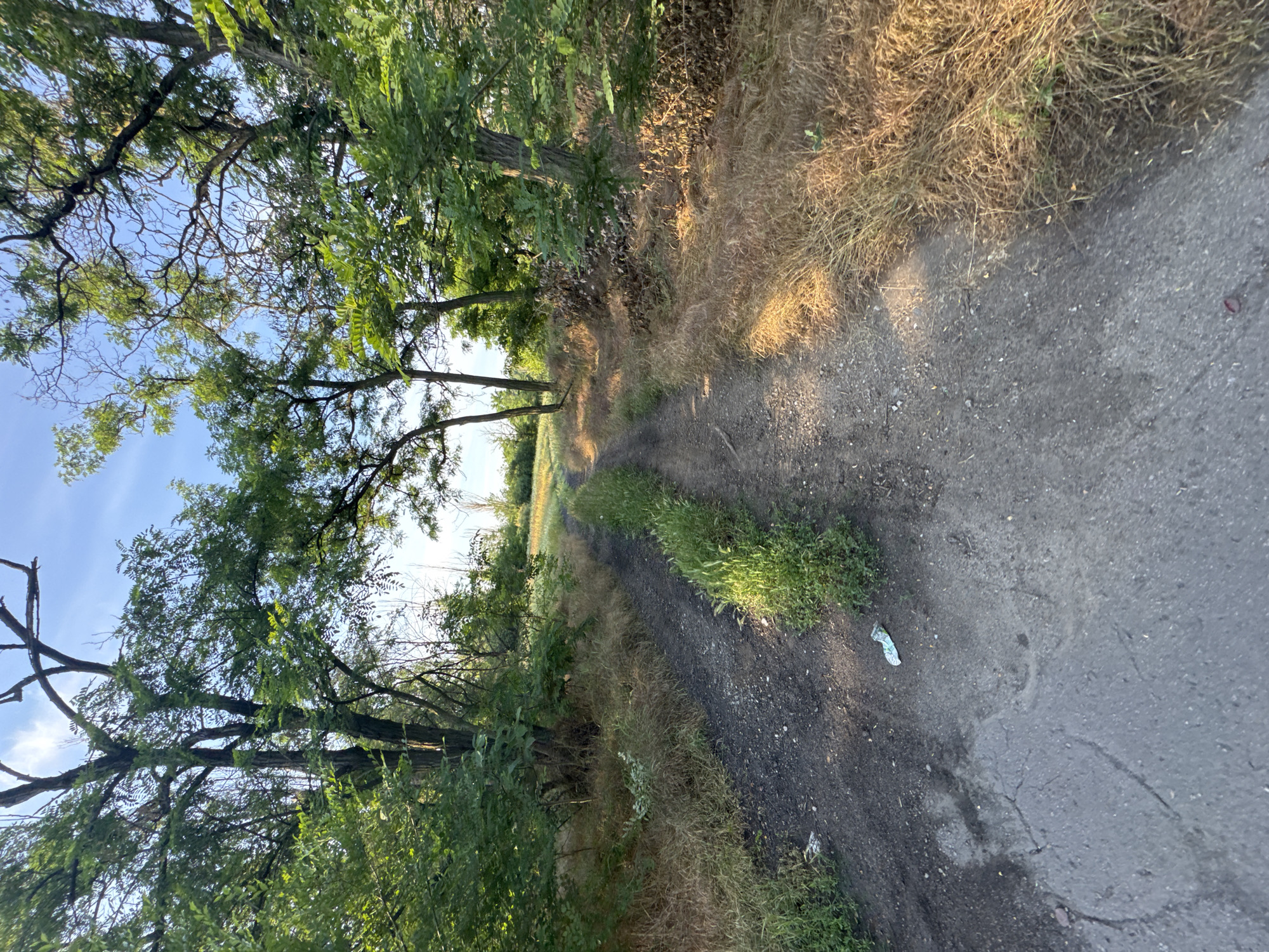 A dirt road is visible in the center of the image, curving towards a sunlit field in the distance. The road is flanked by dry, golden grass and lush green trees. In the foreground, the road appears to be paved in some areas, with patches of cracked asphalt. A small piece of white trash is visible on the left side of the road. The trees have a mix of green leaves and some bare branches. The sky above is a clear, pale blue with a few wispy clouds.