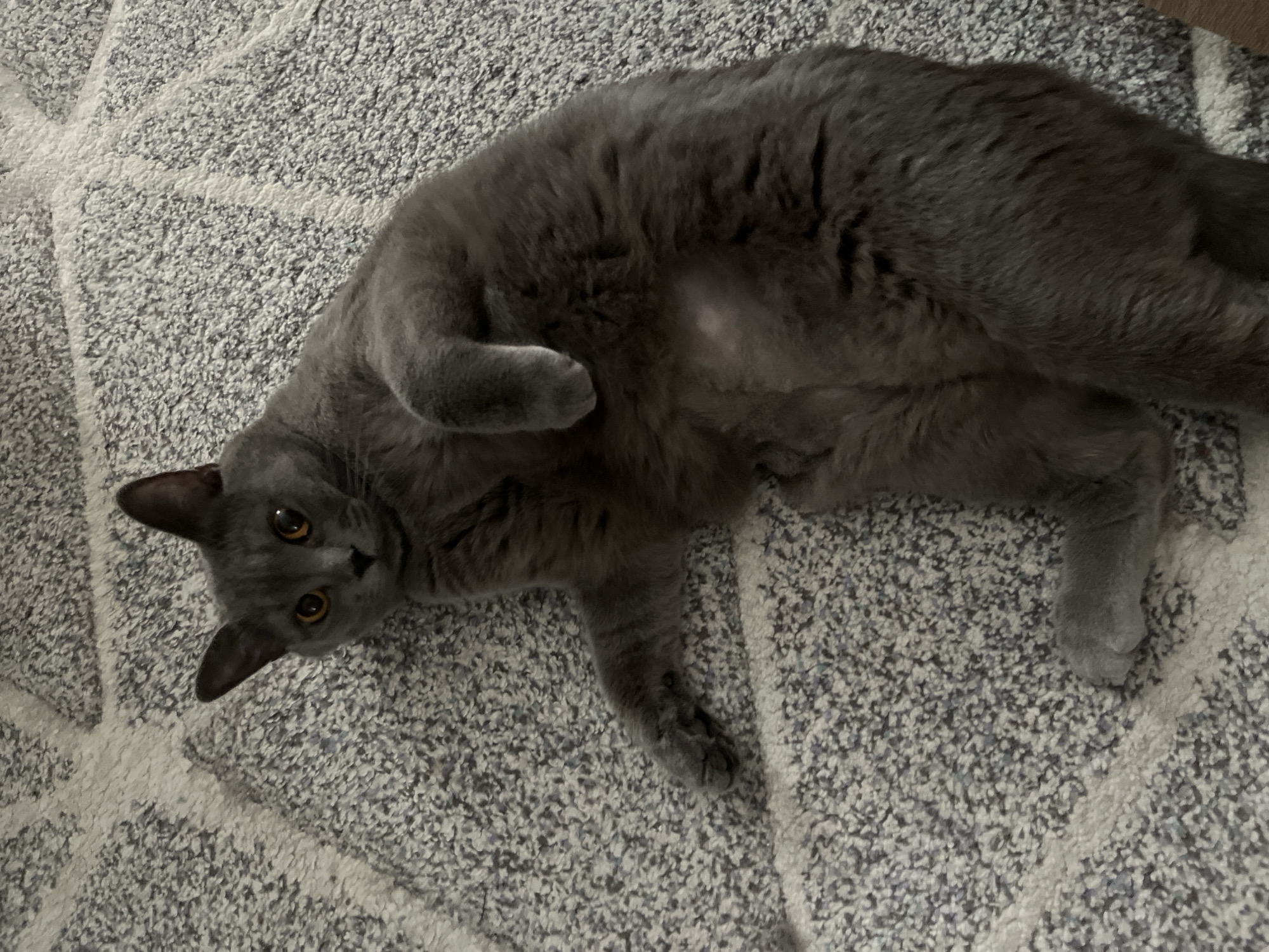 A gray cat lies on its back on a gray and white patterned rug. The cat is looking at the camera. The cat's eyes are yellow. The rug appears to be indoors. There is no indication of the location being Rostov-on-Don, Russia.