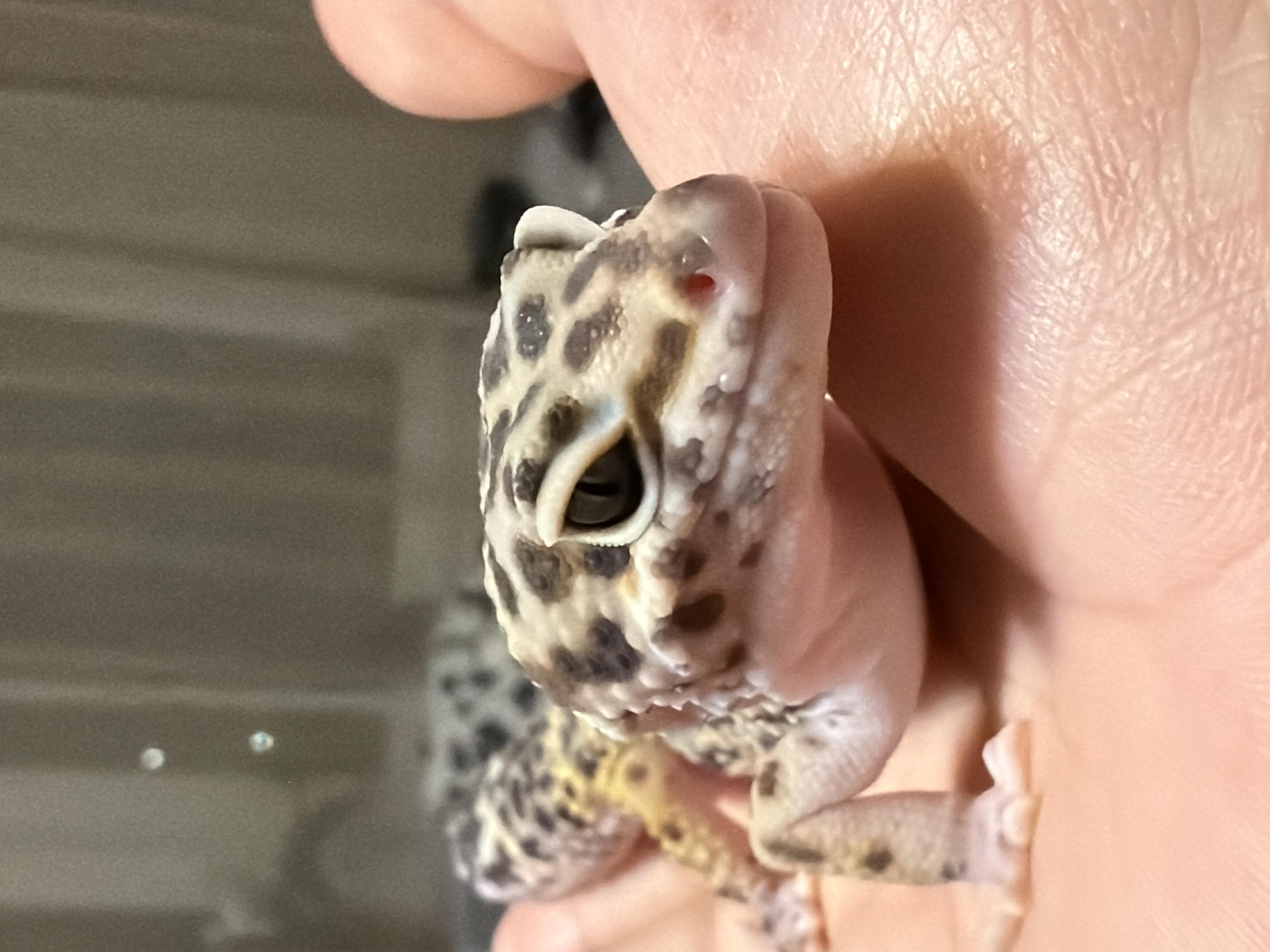A close-up, vertical shot captures a leopard gecko being held in a human hand. The gecko, positioned prominently in the foreground, faces the left side of the frame, showcasing its head and upper body. It has light-colored skin with distinct dark brown or black spots, characteristic of a leopard gecko. Its large, expressive eye with a vertical pupil is clearly visible. A small reddish mark or scab is present on the right side of its snout, near its nostril. The gecko's skin texture appears bumpy.
The human hand, supporting the gecko, has light skin, and the wrinkles and folds of the skin are evident. The background is blurred, suggesting an indoor setting with muted, grayish tones, possibly a wall or the interior of a terrarium, with subtle horizontal lines and a few small, indistinct light reflections. There is no visible text in the image. The image captures a moment of interaction between the gecko and the person holding it. Although the image itself does not provide location cues, the provided context states the location is Izhevsk, Russia.