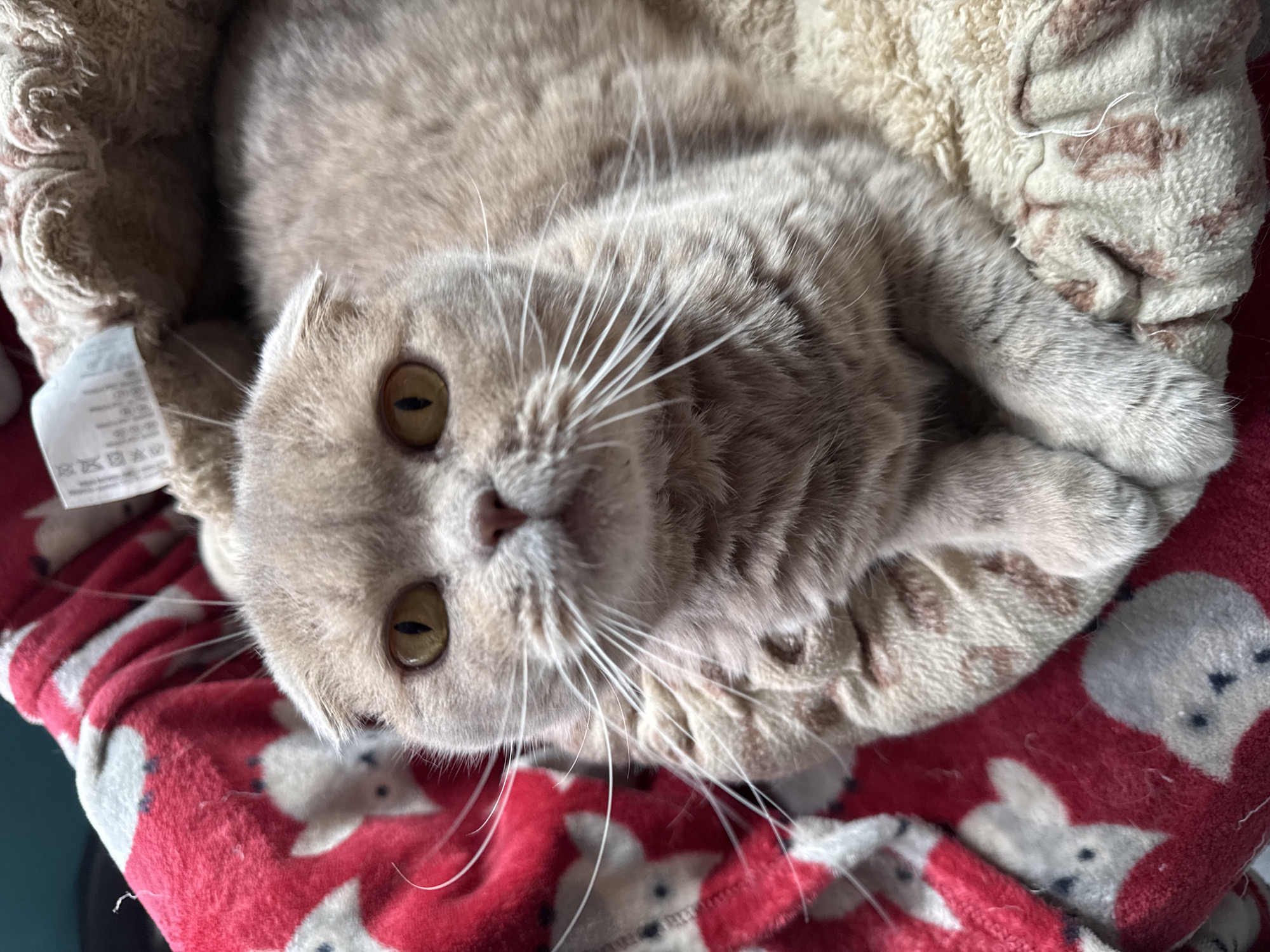 A Scottish Fold cat with light brown fur and yellow eyes is lying down on a red blanket with white bunnies and a beige fuzzy blanket. The cat is looking directly at the camera. The cat's ears are folded. The background is blurry and out of focus. There is a white tag visible on the beige blanket. The image is taken indoors.