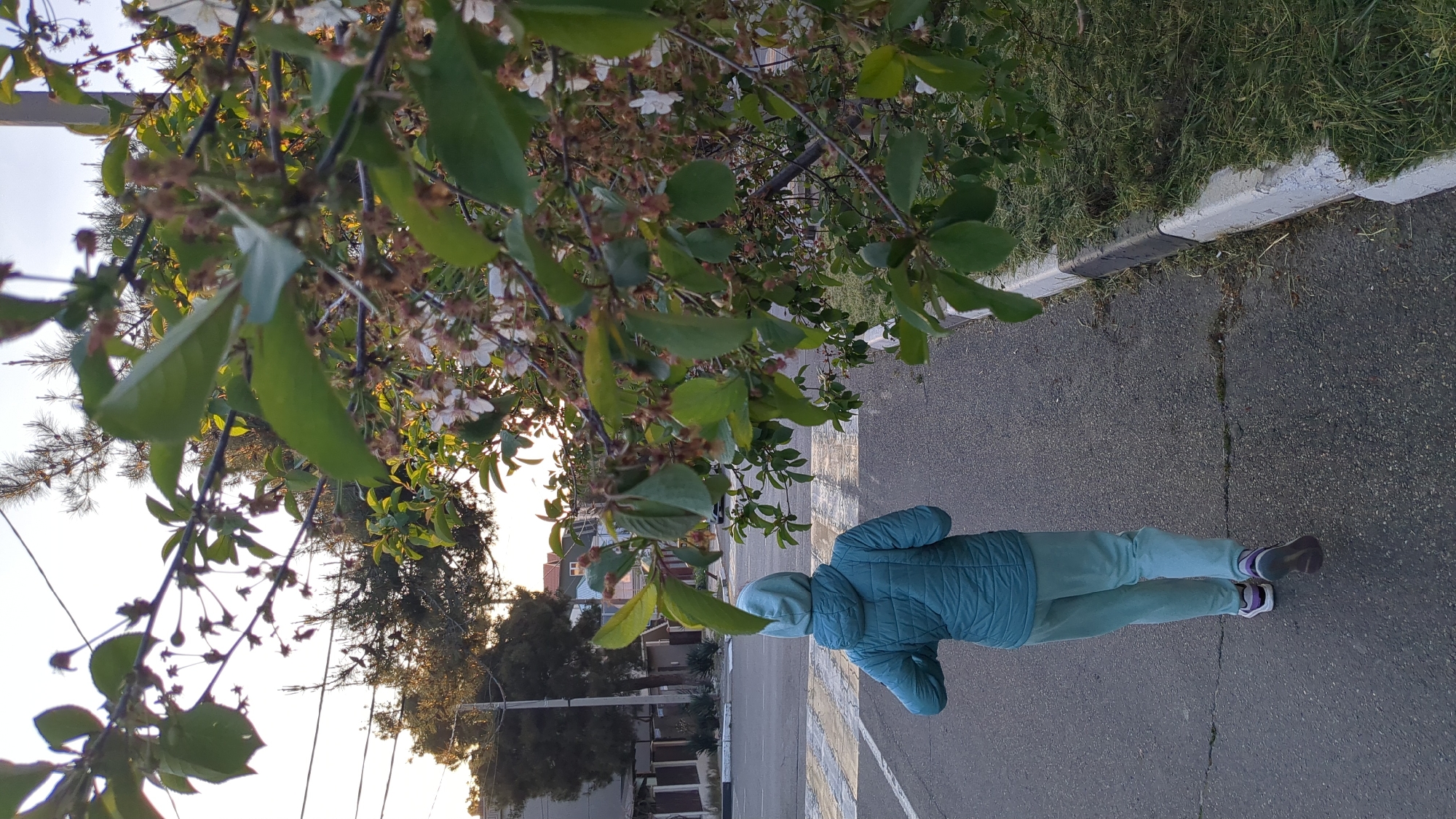 The image depicts an outdoor scene, likely a street or pathway in Gelendzhik, Russia, during what appears to be either late afternoon or early morning, characterized by bright, low-angle sunlight filtering through the trees.
In the foreground and partially covering the upper left of the frame, are branches of a deciduous tree adorned with vibrant green leaves and numerous small white blossoms, some with tiny green fruits already forming.
In the mid-ground, a person, seen from the back, stands on an asphalt surface. They are wearing a teal-colored, quilted hooded jacket and light teal pants. Purple socks are visible above their sneakers, which have white soles. The person is facing away from the camera, looking towards the distant background.
To the right of the person and parallel to the asphalt, a white curb separates the road from a strip of green grass. The asphalt surface itself shows some faint white and yellow road markings further down the street. In the background, beyond the person and the street, several residential buildings and additional trees are visible under a bright sky. There is no visible text in the image.