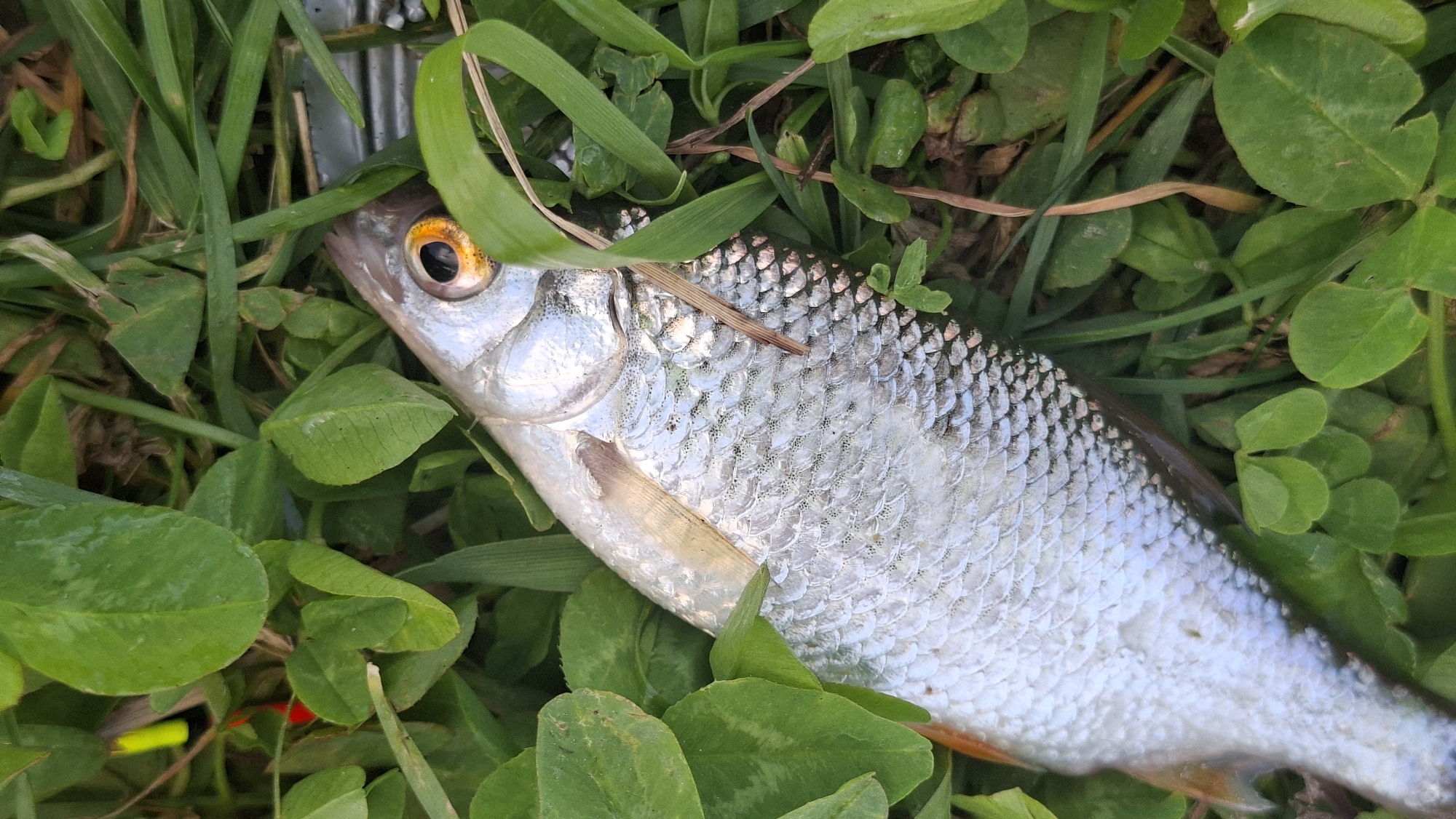 A dead fish lies on its side amongst green foliage. The fish is silver and white, with visible scales and an orange eye. Part of a fishing float, which is yellow and red, is visible in the upper left corner, suggesting the fish was recently caught. The foliage appears to be grass and clover. The image is taken from a top-down perspective. There are no people or other animals visible in the frame. The location is not specified in the image.