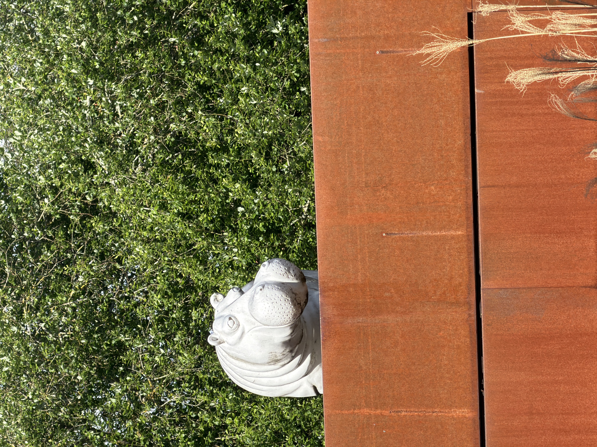 A close-up, low-angle, and rotated view captures a concrete hippopotamus sculpture juxtaposed between a dense green shrub and a weathered, rust-colored metal wall. The sculpture is partially visible, showing the head and upper body, and appears to be made of light-colored concrete with a textured surface. The green shrub forms a lush backdrop on the left side of the frame. A metal wall, composed of reddish-brown panels, occupies the right side of the frame. It's likely situated in Esch-sur-Alzette, Luxembourg based on the sculpture's presence in the area. Tall grass blades extend over the metal wall.
