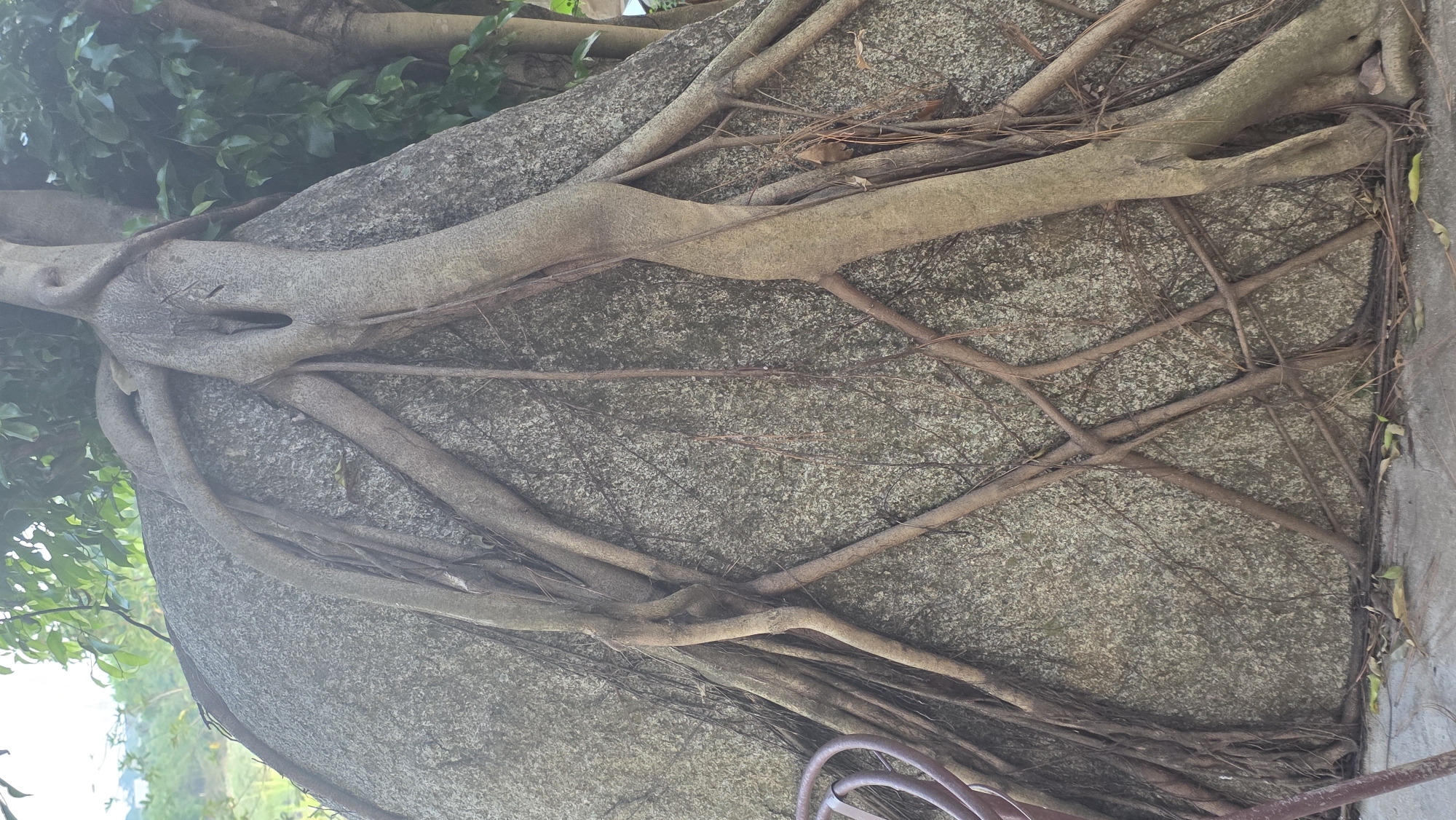 A large, gray, mottled rock is the central feature. The rock is partially covered by thick, light brown tree roots. A larger root runs horizontally across the top of the rock, with multiple smaller roots branching off and snaking across the surface. Some dead leaves and twigs are scattered among the roots. Green foliage is visible to the upper left and top of the rock, partially obscuring the view. In the bottom right corner, a portion of a dark purple metal structure is visible. Based on the provided information, the location is in Ea Tê, Vietnam, although this is not visually evident in the image.