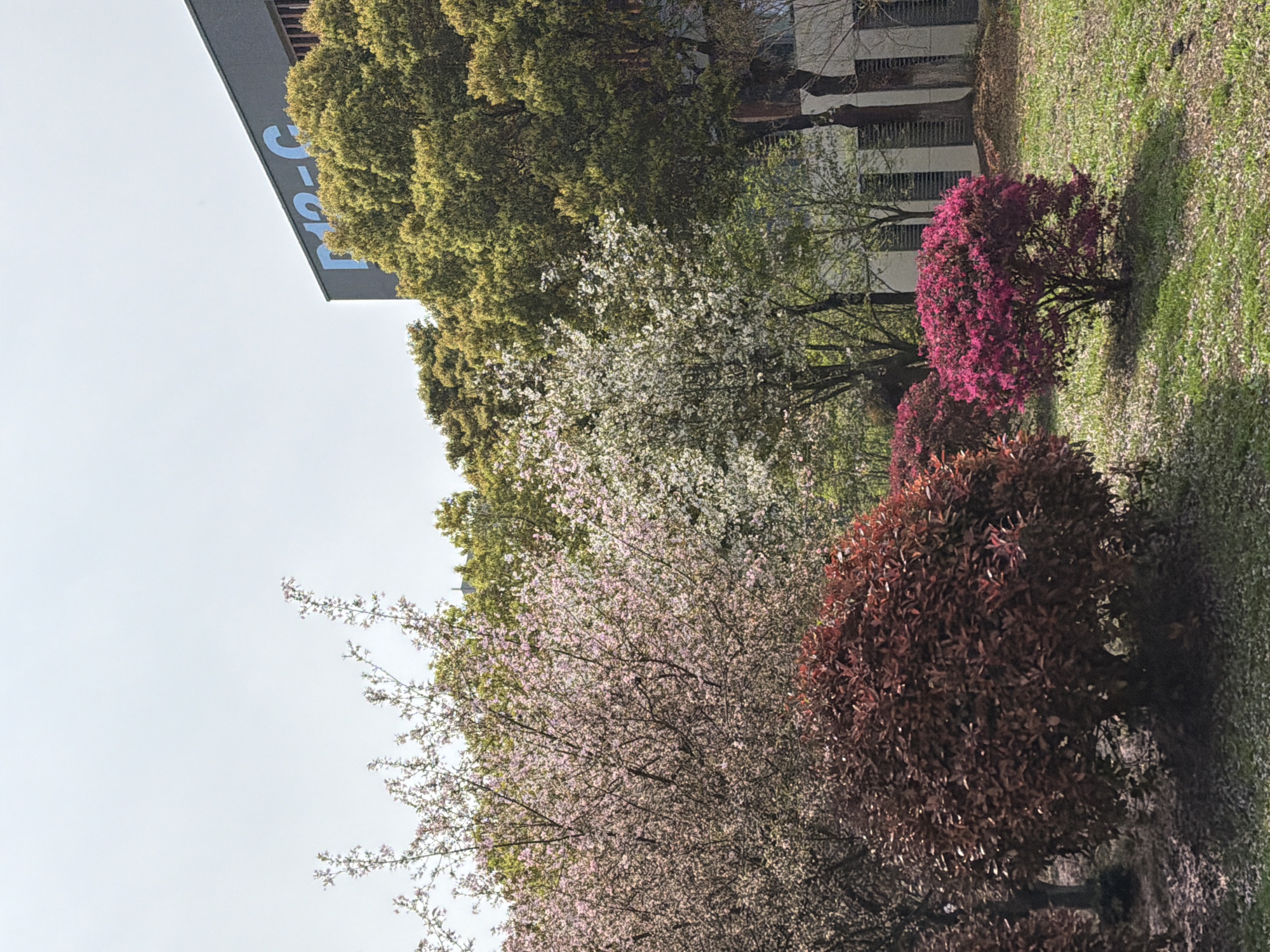 The image shows a scene in Jiangning District, China. In the foreground are trees in bloom with pink and white blossoms. To the right are reddish and pink bushes. A building can be seen in the background with blue lettering that reads "Prc-g." The grass is green and there are fallen leaves on the ground. The sky is overcast.