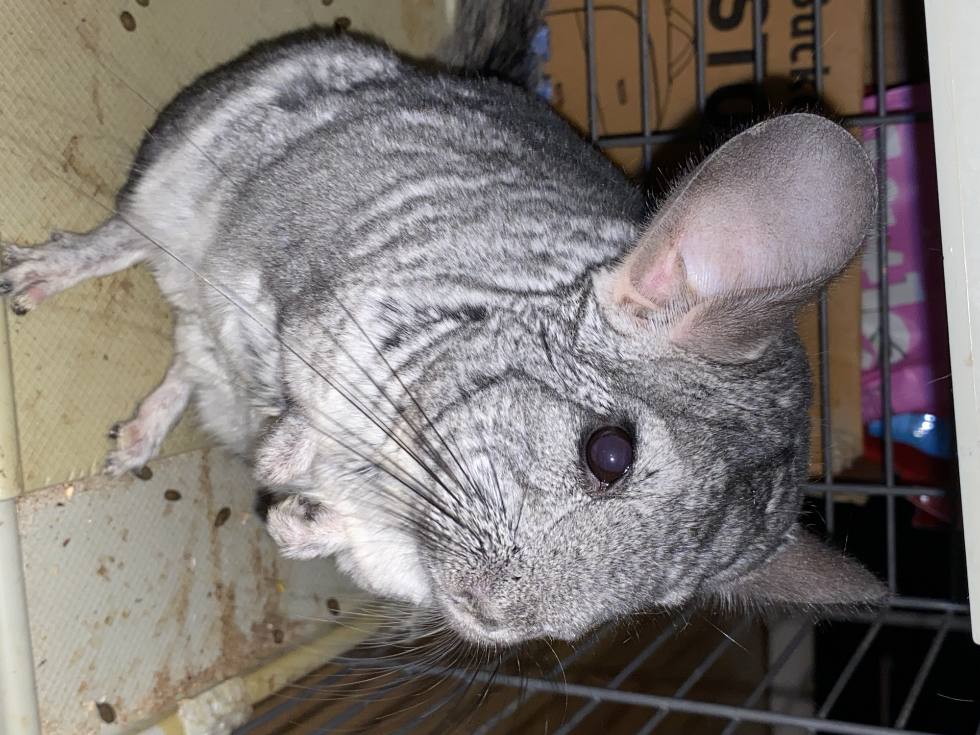 An eye-level shot captures a grey and white chinchilla resting inside a cage. The chinchilla, with dense, soft fur featuring faint grey stripes on its back, lies with its head turned towards the viewer. Its large, dark, round eyes are prominent, along with its long, sensitive whiskers and large, bare, pinkish-grey ears. A slight reddish tint is visible on one of its front paws. The floor of the enclosure is a light-colored, textured plastic or metal surface, appearing soiled with numerous dark, oval-shaped droppings and brown stains. In the background, metal cage bars are visible, and behind them, a piece of cardboard is present, bearing partially legible text that includes the word "...Suck...". The overall lighting suggests an indoor setting. This image was captured in the context of Votkinsk, Russia.