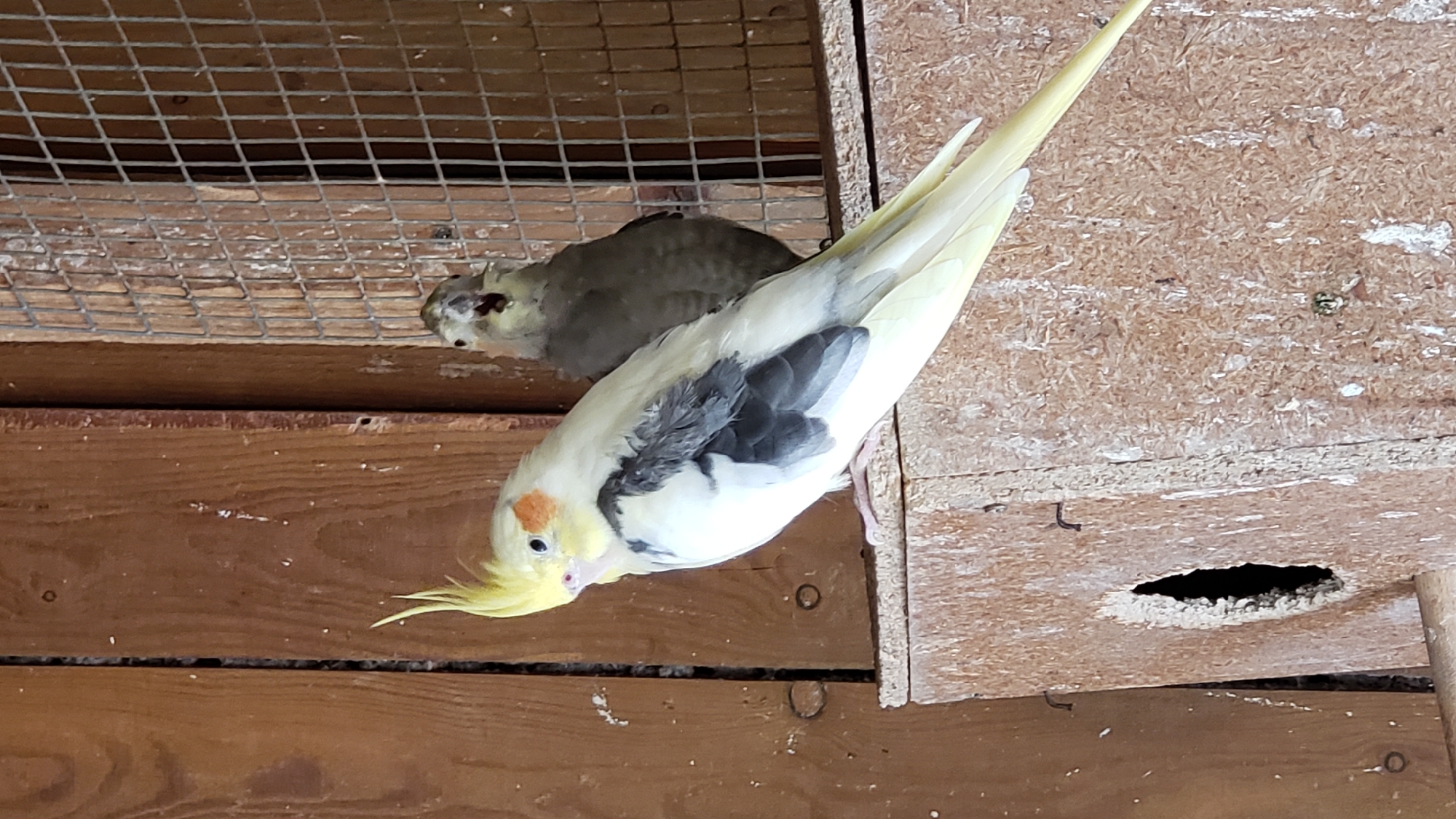 Two cockatiels are perched on a wooden structure, likely a birdhouse or nesting box, against a wooden wall and a wire cage. The cockatiel in the foreground is predominantly yellow with orange cheek patches, a grey crest, and grey and black wing markings. It is facing to the left, with its head turned slightly towards the viewer. The second cockatiel, positioned behind and to the right of the first, is mostly grey and is looking towards the viewer with its beak slightly open. The wooden structure has an oval opening. The background consists of weathered wooden planks and a wire mesh. The scene appears to be outdoors, possibly in a backyard or aviary, in Prešov, Slovakia.