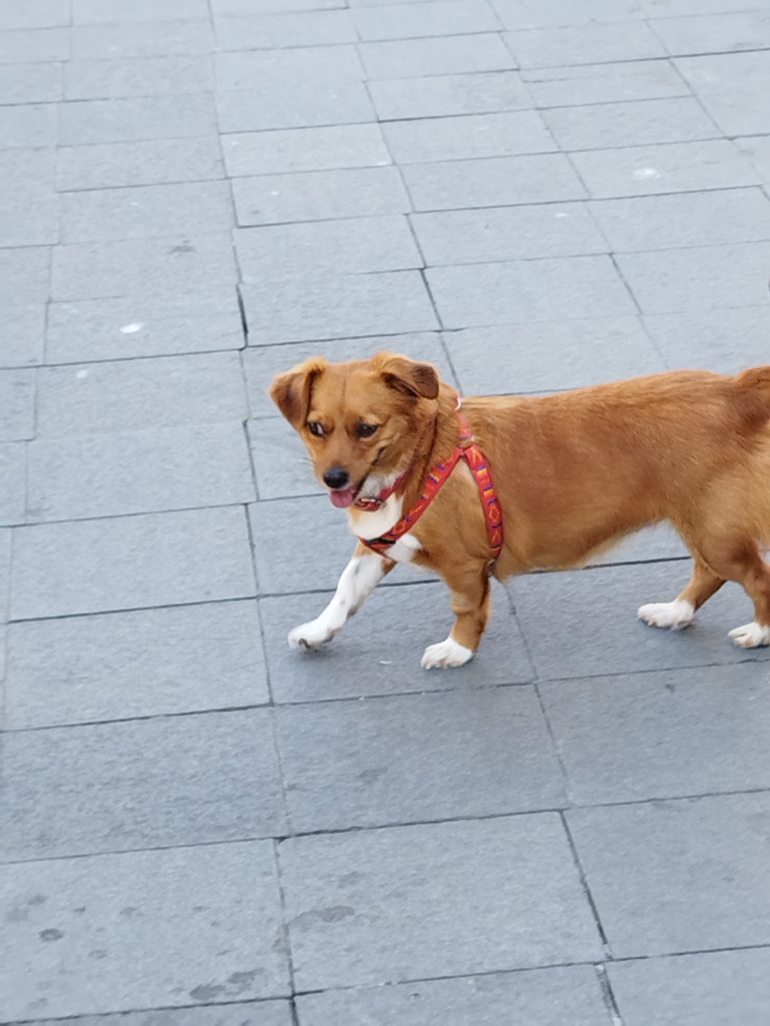 A medium-sized, short-haired, tan dog with white paws and a red harness with a geometric pattern is walking on a paved outdoor surface composed of gray square tiles. The dog's tongue is slightly out, and its ears are pointed upwards. The background is an out-of-focus expanse of the same gray tiled pavement, suggesting an urban setting. The lighting indicates it is daytime, with the sun casting subtle shadows. The scene is likely located in Bucharest, Romania, given the commonality of such paved pedestrian areas in the city.