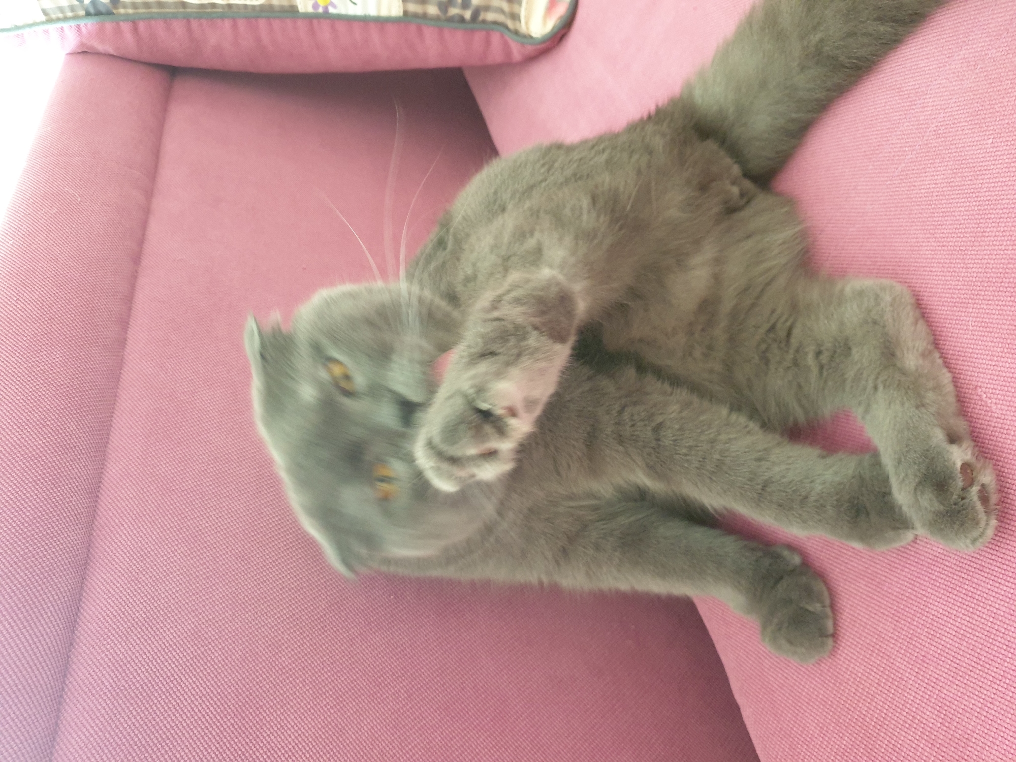 A grey cat with yellow eyes is sitting on a pink sofa and licking its paw. The cat is blurred due to movement, but its body posture and facial expression are visible. The sofa has a textured fabric. The background is also pink and appears to be the backrest of the sofa. There is a blurred decorative pillow with a checkered pattern on the right side of the image. The scene is indoors and appears to be a domestic setting. The location in the city of Lozovyi Yar, Ukraine, cannot be determined from the image.