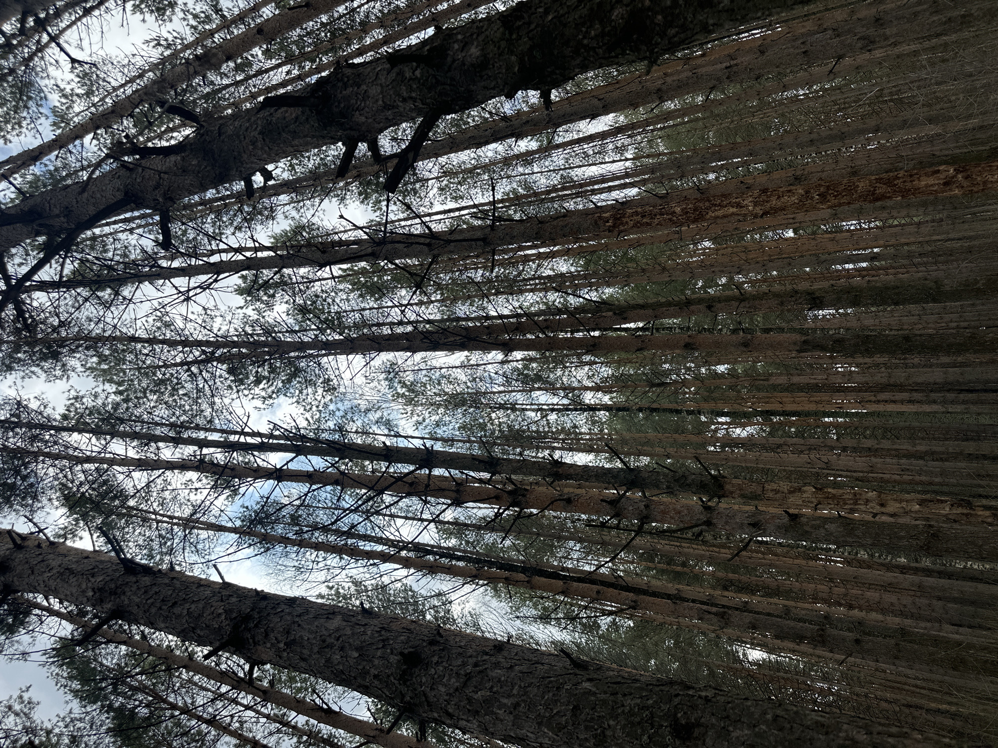 The image shows a view looking straight up into a dense pine forest. The trees are tall and slender, with straight trunks and thin branches. The sky is visible through the gaps in the canopy, appearing as patches of light gray and white. The perspective is from the ground, looking upward, emphasizing the height and density of the forest. There are no people or other animals visible. The location is assumed to be a pine forest within the city of Chaikovsky, Russia.