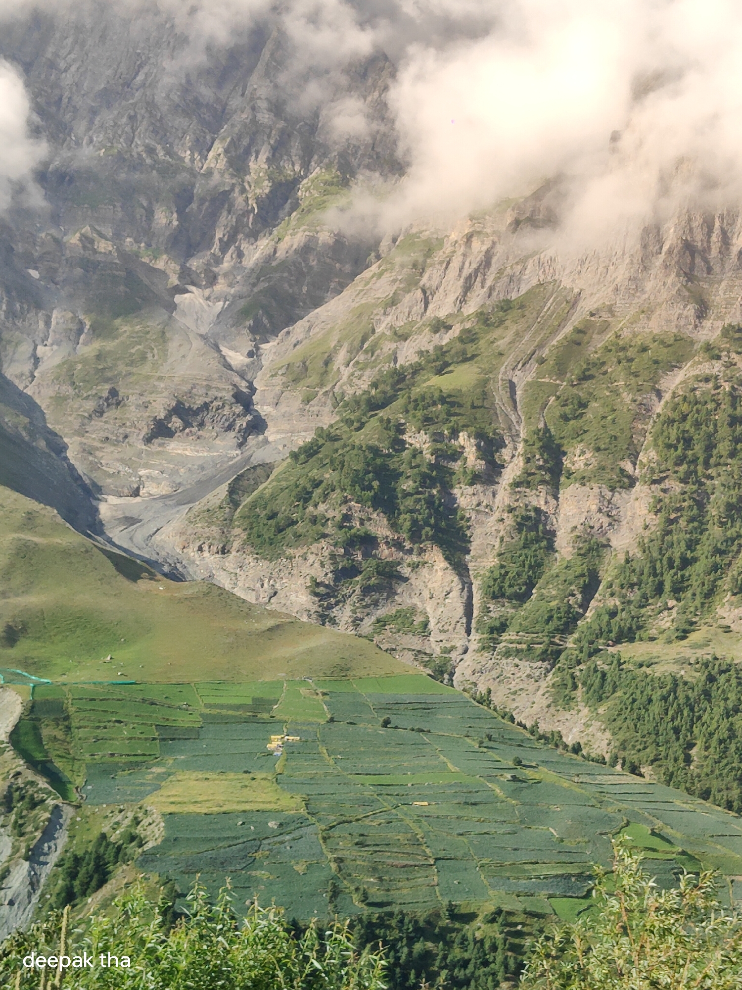 This image depicts a mountainous landscape in the region of Gondhla, India. The scene is dominated by rugged, steep slopes of rock and earth, partially obscured by wispy clouds at higher elevations. A deep ravine or valley cuts through the mountains, with visible signs of erosion and scree.
In the mid-ground, a vibrant patchwork of terraced fields covers a significant portion of the hillside. These fields are predominantly green, suggesting agricultural cultivation. Some of the fields appear to be planted with crops, while others might be fallow or used for grazing. Small, yellow structures, possibly houses or sheds, are visible within these cultivated areas. The terraced nature of the fields indicates human intervention in shaping the landscape for farming.
Lower down the slopes, dense clusters of green trees form a stark contrast to the barren rock faces above. The foreground is partially occupied by the tops of leafy green bushes. The overall impression is one of a remote, high-altitude agricultural settlement nestled within a dramatic natural environment. The image is dated with the text "deepak tha" in the bottom left corner.