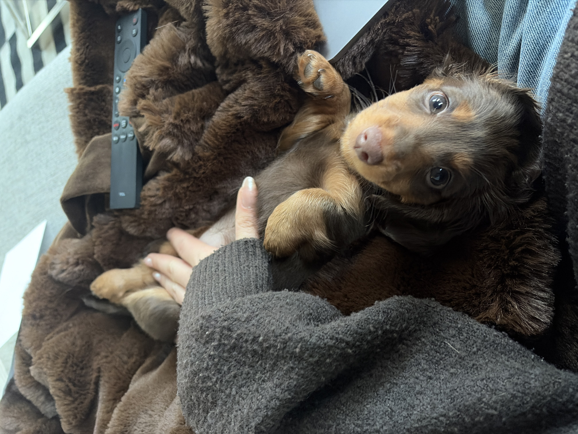 A brown and tan dachshund puppy lies on its back in a person's lap on a couch. The person is wearing a gray sweater, and their hand is touching the puppy. The couch is covered in a brown faux fur blanket. A black television remote rests on the blanket beside the puppy. The location appears to be indoors, potentially a home. There is no indication of Montreal or Canada in the image.