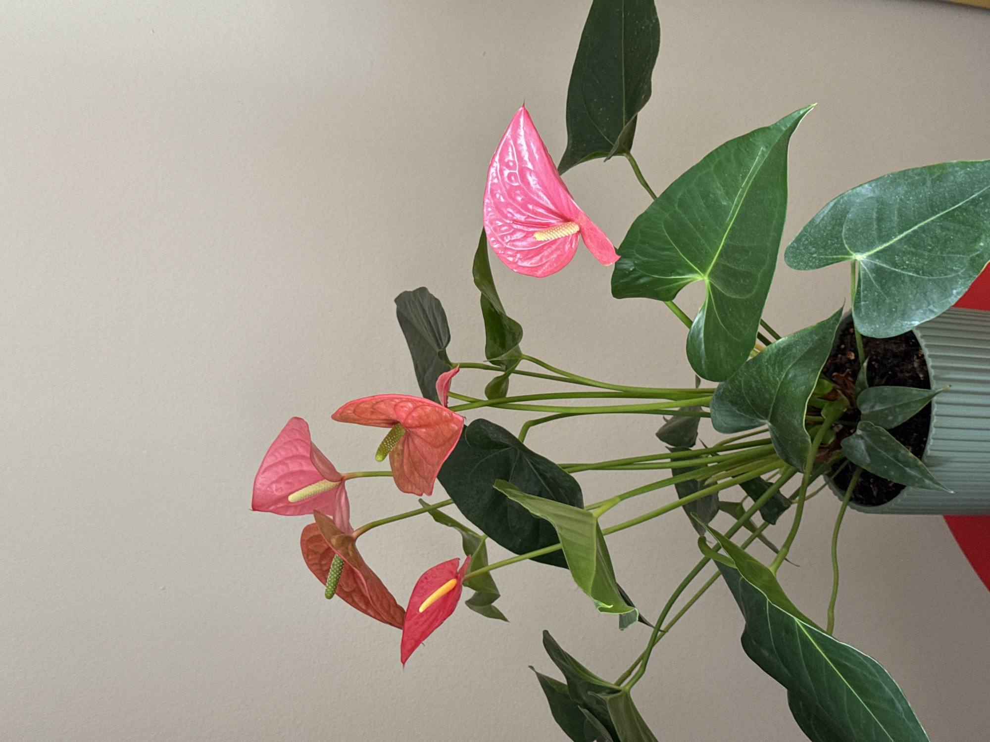 The image is a close-up, overhead shot of a potted Anthurium plant with dark green leaves and several pink and red blooms. The plant is in a light green ribbed pot, which is partially visible on the right side of the frame. The plant is set against a plain, light beige wall.
The Anthurium blooms are the focal point, with their distinctive heart-shaped spathes and spadices. One large, vibrant pink bloom is prominent at the top of the plant, while several smaller pink and reddish-orange blooms are clustered lower down. The leaves are large, glossy, and deeply veined. The overall impression is one of lush, tropical beauty.
There are no people or animals visible in the image. The scene is indoor, likely a home or office, given the plain wall and potted plant. The lighting appears to be soft and even, suggesting it might be daytime, but there are no direct light sources or shadows to indicate a specific time. There are no discernible weather cues or specific location cues beyond the plant itself and the plain wall. The image does not contain any visible text.
