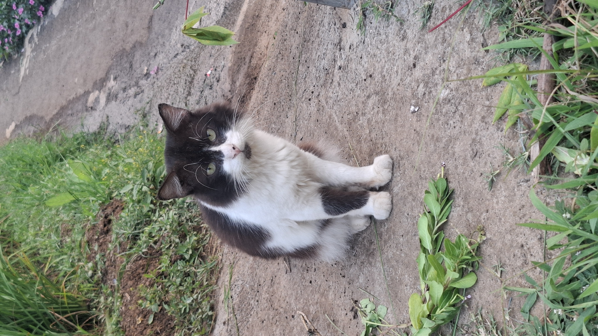 A black and white cat sits on a concrete path in Rahong, Indonesia. The cat is facing forward, with its green eyes looking directly at the camera. Its fur is fluffy, and it has a white chest and paws. A dark brown patch is visible on its left flank. The cat is surrounded by greenery, with tall grass and some scattered leaves on the ground. A dirt path with small pink flowers is visible to the right of the cat.