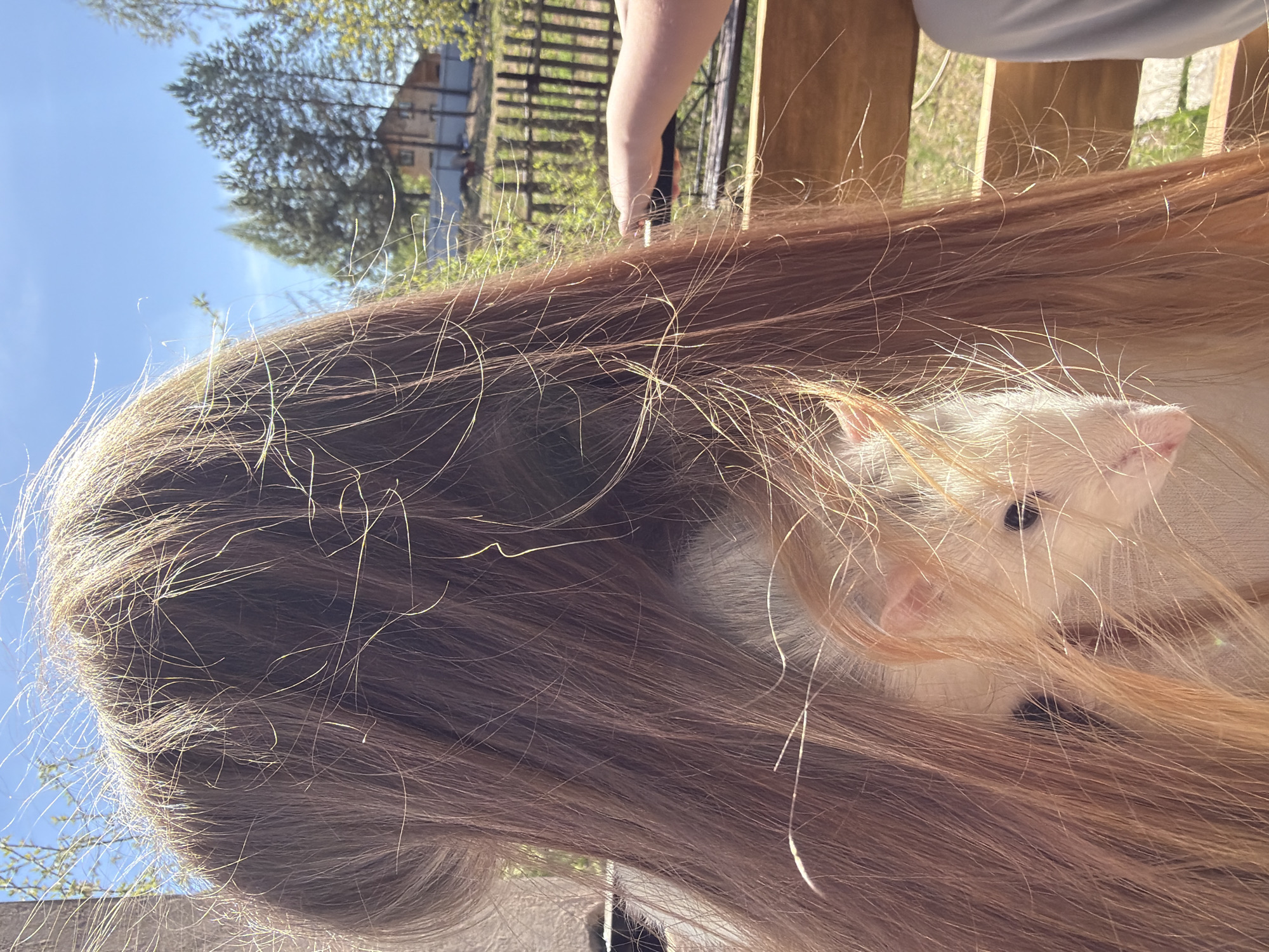 The photograph appears to be taken outdoors, possibly in Dubovaya, Russia, given the provided location. The main subject is a white rat nestled within a person's long, auburn hair. The hair is disheveled, and sunlight is visible through the strands. A hand is partially visible at the top of the frame near a wooden fence. In the background, a glimpse of a house and some trees against a bright blue sky can be seen.