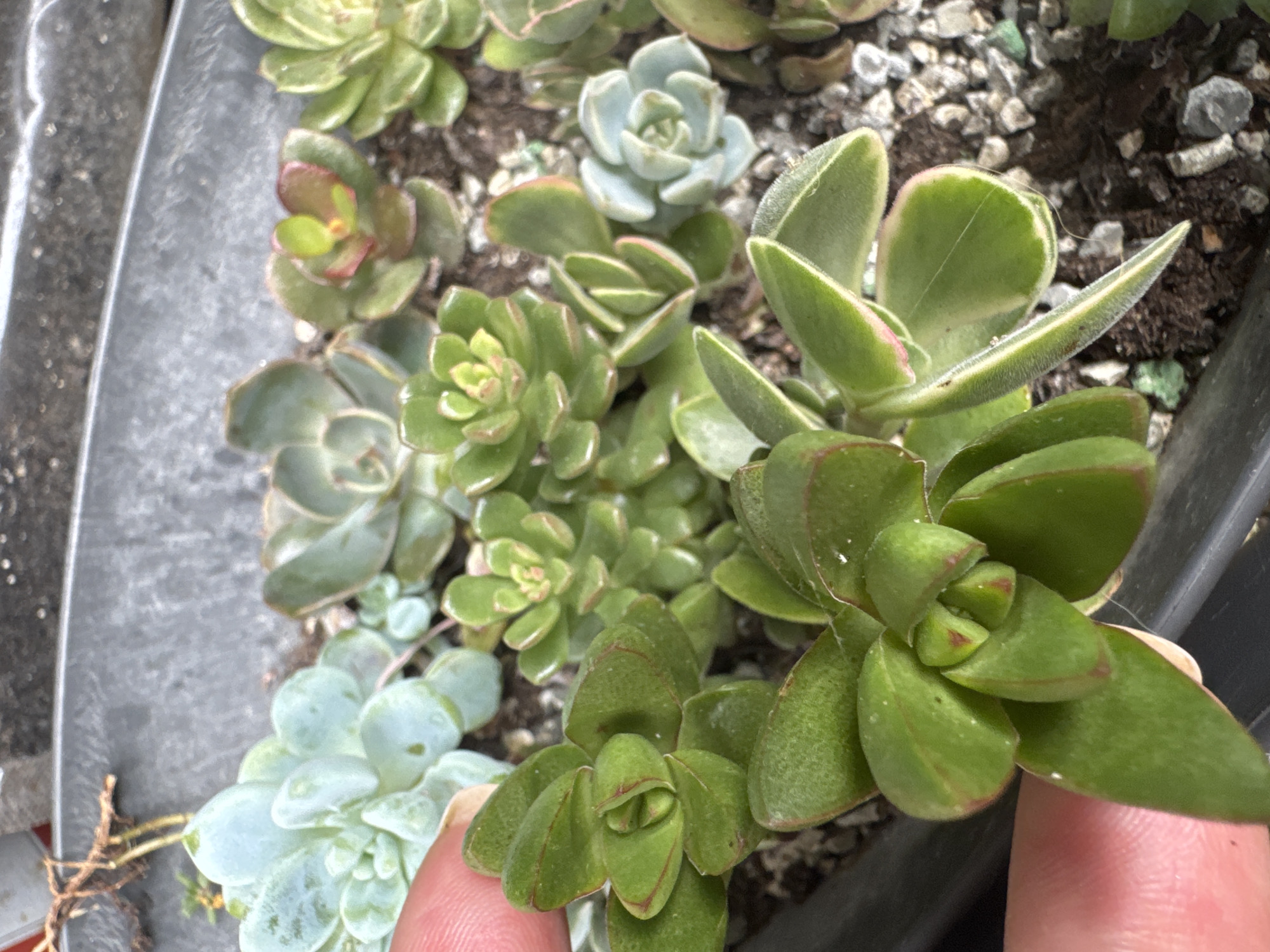 A close-up, top-down view shows a collection of succulent plants in a dark gray planter. The plants vary in size and shape, with some featuring rounded, pale blue-green leaves, while others have pointed, thicker green leaves with reddish edges. One large succulent with stacked, oval green leaves and red-tipped margins is prominently featured in the foreground, with a human finger visible on its left side. The soil is covered with small, gray and green pebbles. The background is blurred, showing more greenery and the rim of the planter. The scene is likely indoors or in a sheltered outdoor location. There is no information available to determine the location in the city of Sochi, Russia.