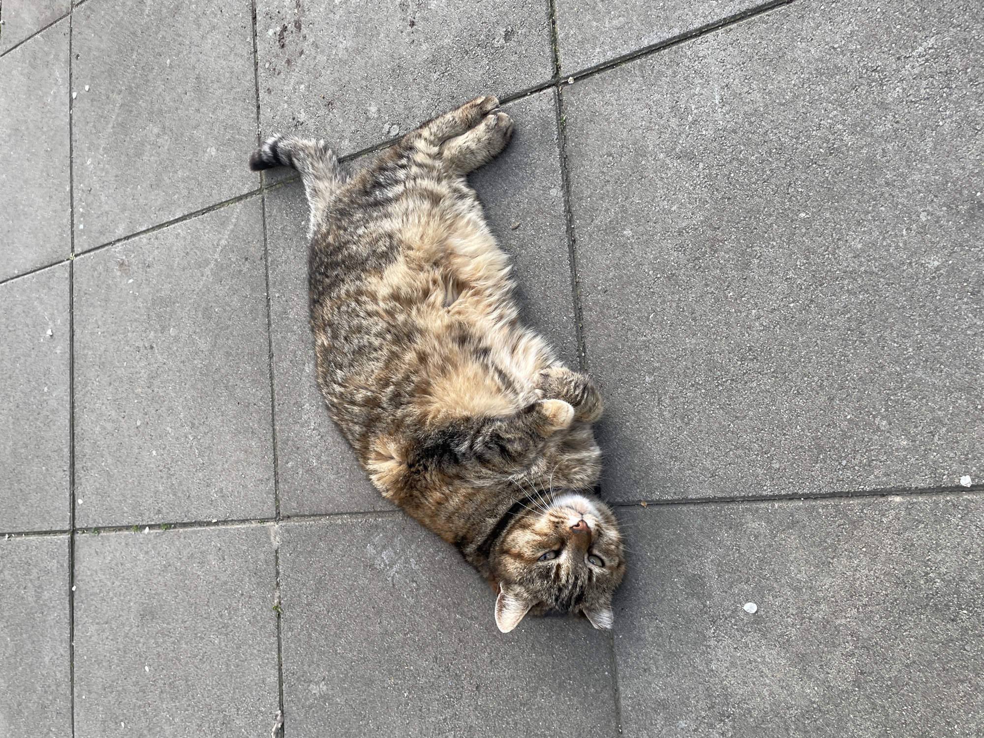 A tabby cat lies on its back on a gray tiled surface. The cat's paws are curled upwards near its chest. The cat is looking up towards the camera. The background is a tiled street surface. The image was taken outdoors in Burgas, Bulgaria.