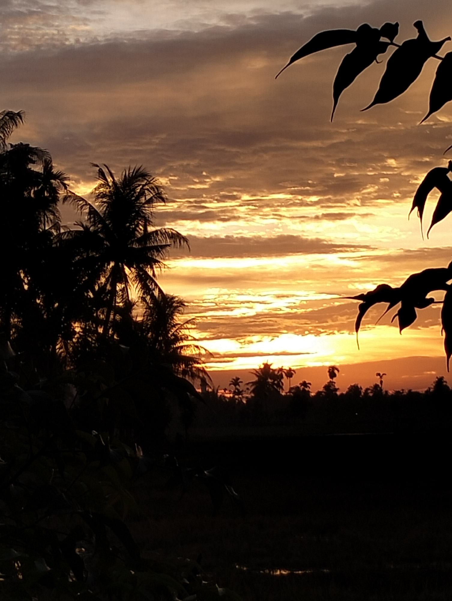 The image depicts a silhouetted landscape at sunset in Meunasahalue, Indonesia. The sky is filled with a dramatic display of clouds, illuminated by the warm hues of the setting sun, ranging from golden yellow to deep orange and brown. In the foreground, several palm trees are silhouetted against the sky, their fronds creating intricate patterns. On the right side of the frame, the silhouettes of broad leaves are visible, adding depth to the scene. The middle ground features a darker silhouette of a treeline, possibly indicating a forest or more dense vegetation. The very bottom of the image shows a dark, flat expanse, possibly a field or body of water, reflecting the faint light of the sky. There are no people or animals visible in the image.
