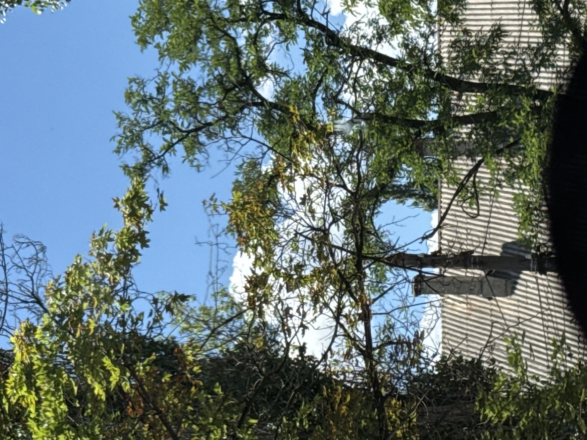 The image depicts a view of a corrugated metal roof with a chimney, partially obscured by leafy green trees and branches against a bright blue sky with scattered white clouds. The scene is outdoors, suggesting a residential or industrial setting. The light suggests daytime.