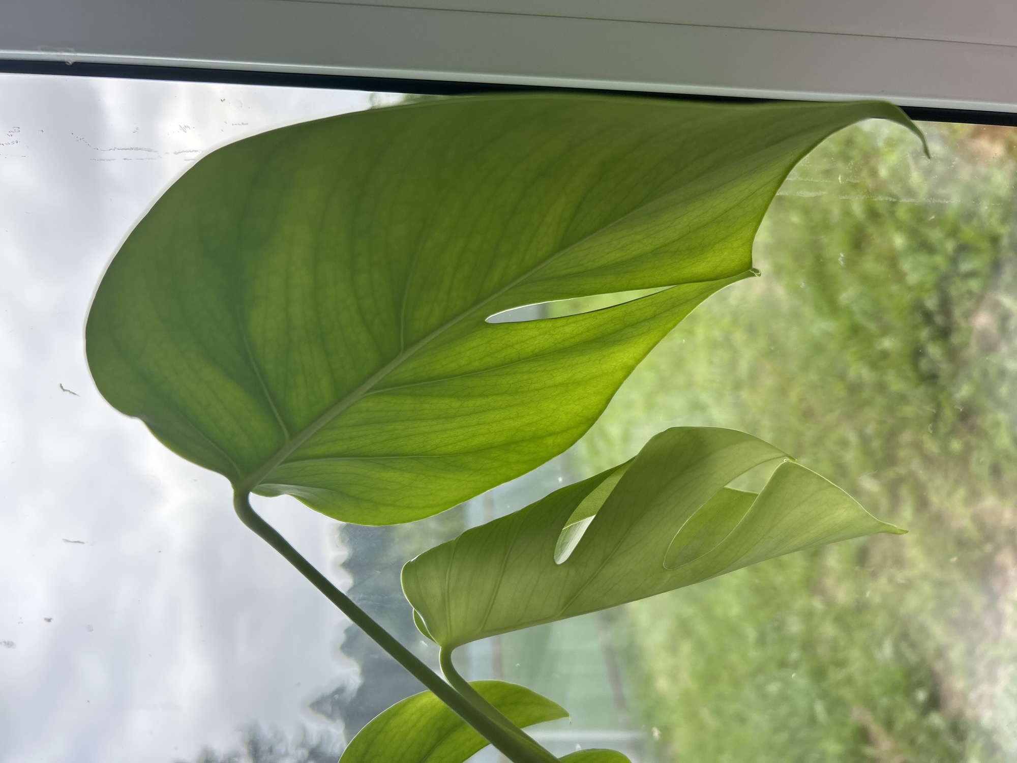 In Chaikovsky, Russia, a Monstera plant with two large green leaves is pictured in front of a window. The leaves are backlit by daylight, showing their veined texture. One leaf is larger and more mature, with a split in its edge. The other is younger and unfurling. Outside the window, a blurry green landscape of grass and trees is visible under an overcast sky. The windowpane has water streaks and smudges. A white window frame is visible on the right edge of the image.