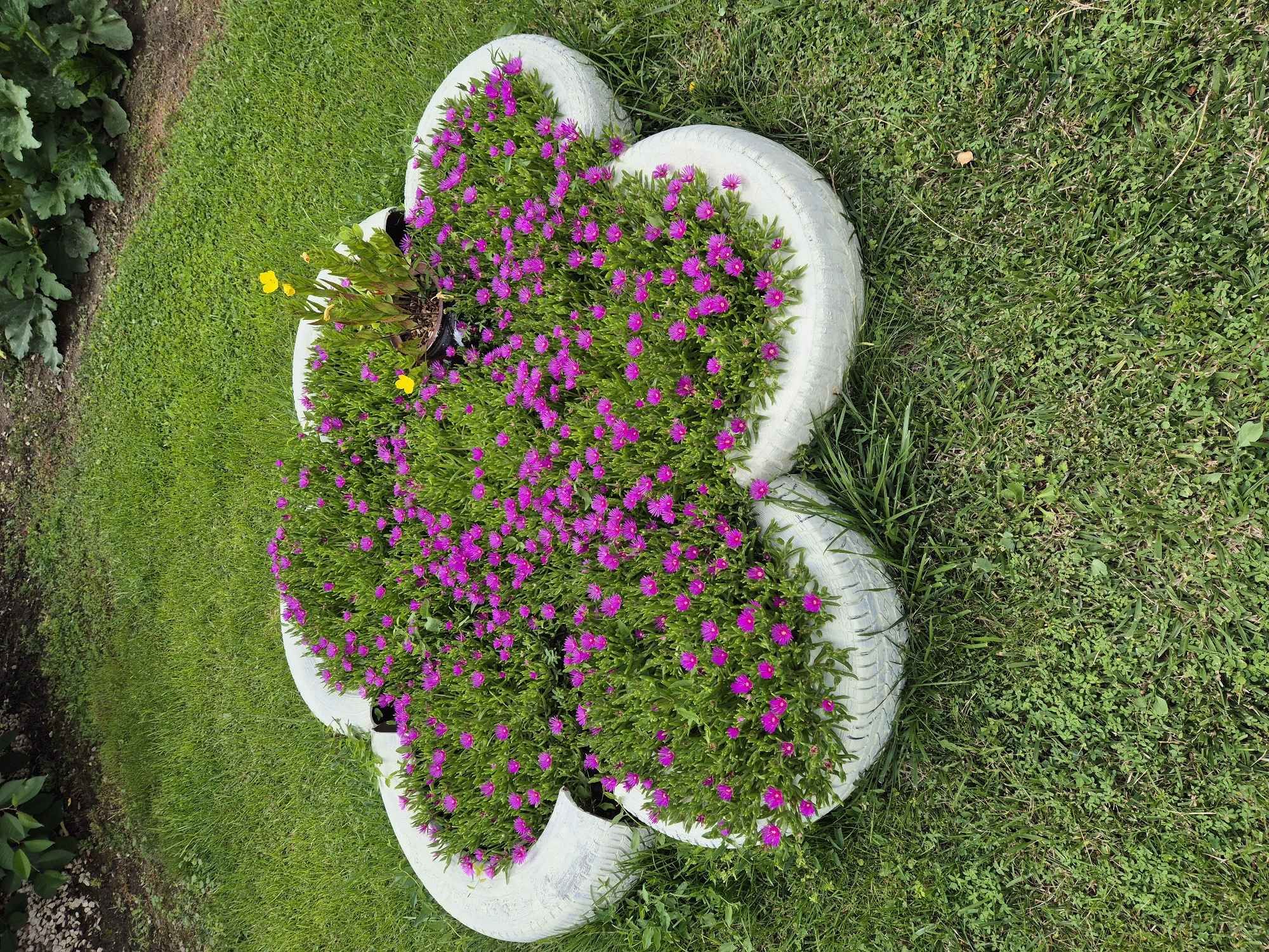 A flower bed made from five white-painted tires arranged in a circular, petal-like pattern is situated on a grassy lawn. The tires are filled with dense, low-growing green foliage dotted with numerous small, bright pink flowers. In the center of the flower bed, a separate potted plant with green leaves and two small yellow flowers is visible. The surrounding area is covered in green grass, with some larger green leaves of a different plant visible in the background to the top left and top right. The scene appears to be outdoors, likely in a garden or park setting.