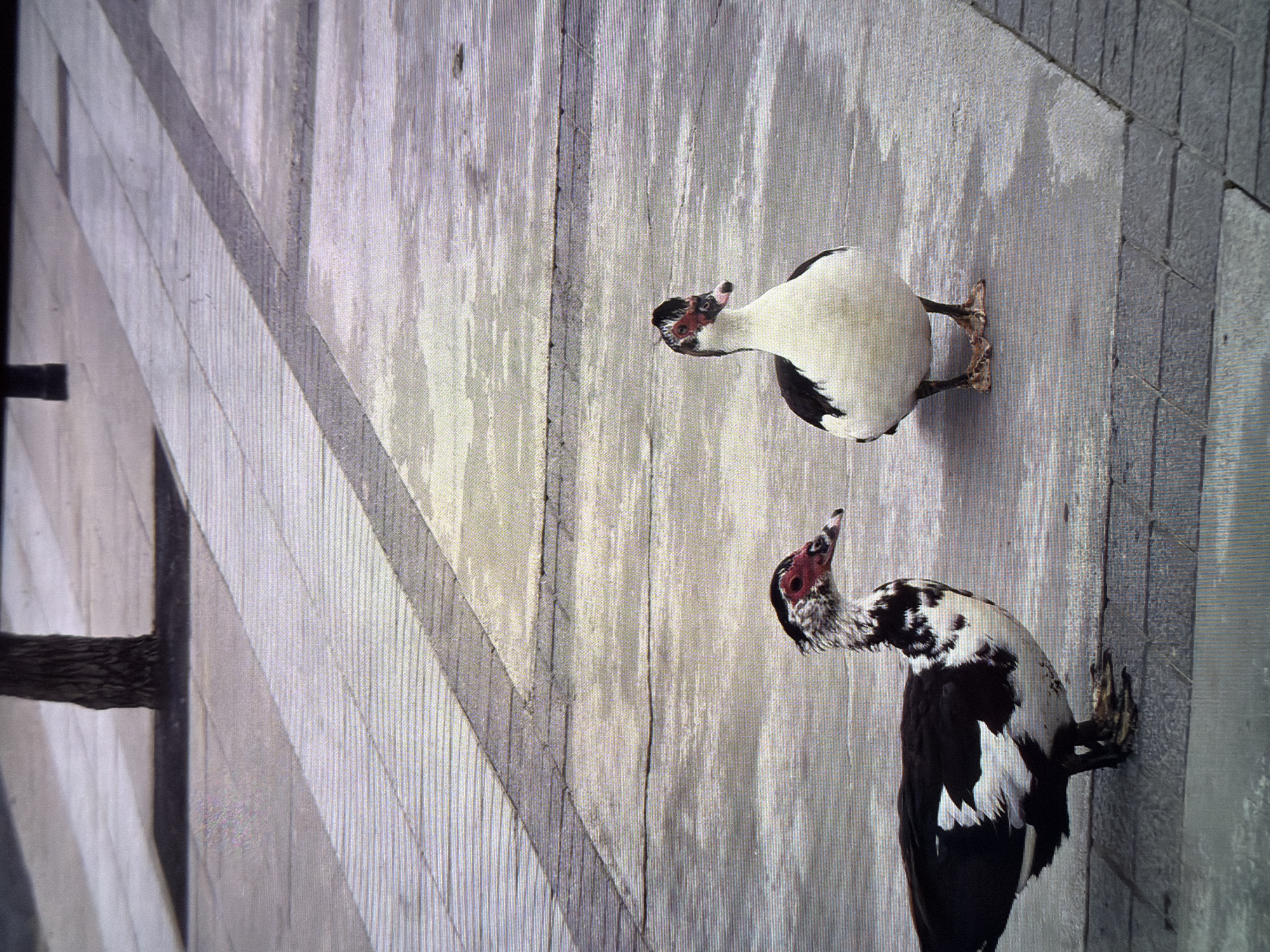 Two Muscovy ducks, one predominantly white with black markings on its wings and head, and the other black with white markings on its wings and chest, are standing on a textured wooden surface. The surface is composed of vertical planks and diagonal strips of varying gray tones, creating a patterned background. A dark wooden beam extends horizontally from the left side of the frame, appearing to be part of a larger structure like a gate or fence. The ducks have distinctive red caruncles around their eyes and beaks. The scene appears to be outdoors, possibly in a yard or farm, given the wooden structure and the presence of the ducks. The lighting suggests it is daytime.