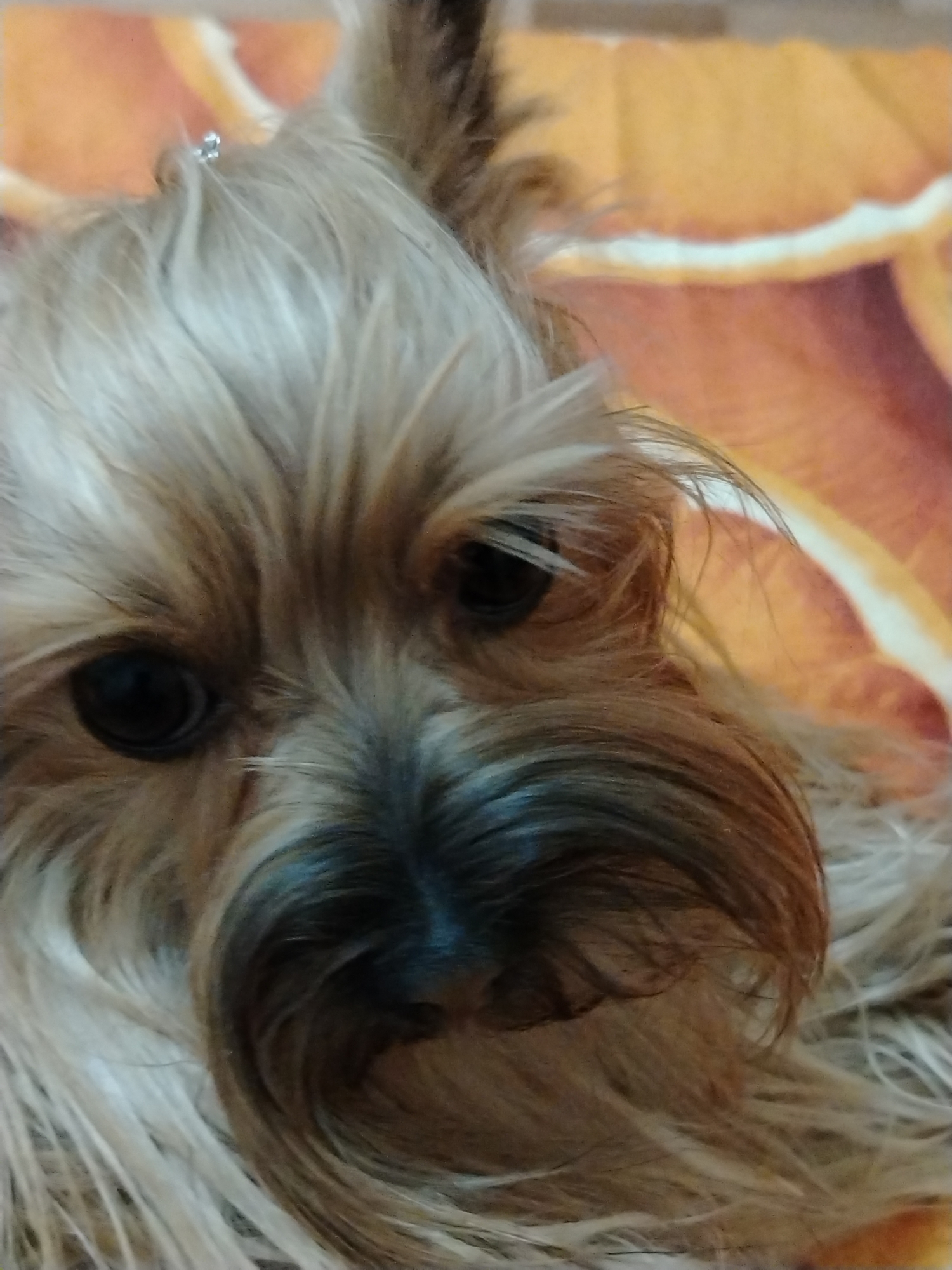 A close-up, slightly blurry, eye-level shot of a Yorkshire Terrier's face is centered against an out-of-focus background of an orange and white patterned blanket. The dog's fur is a mix of tan, brown, and gray. Its left eye, dark and round, is visible, as is a portion of its right eye. The dog is wearing a small, silver-colored hair accessory with three embellishments on its head, slightly to the left of the center. The focus is on the dog's face and fur. There is no discernible information about the location in Krasnodar, Russia, or any actions or interactions.