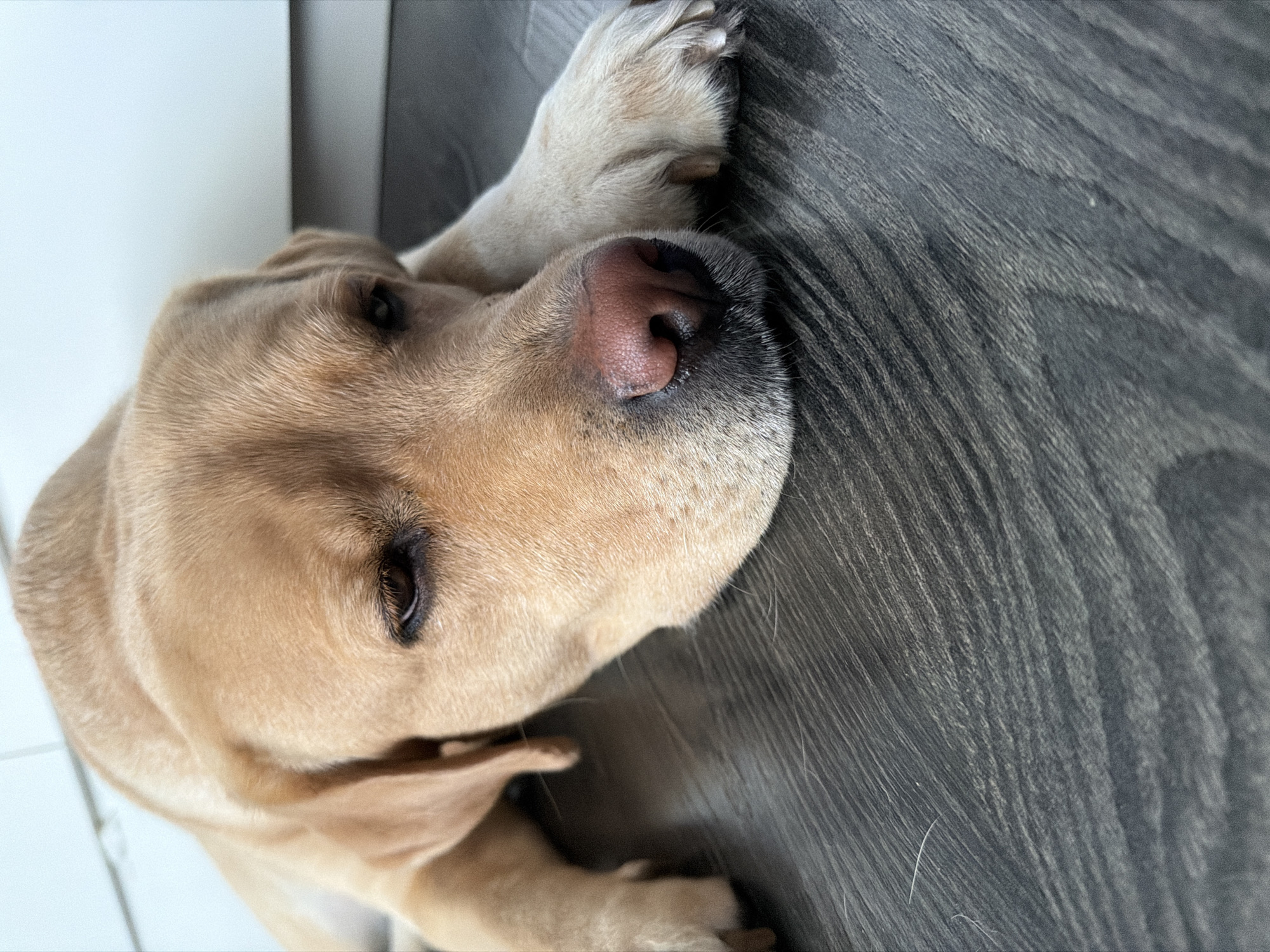 A close-up, eye-level shot shows the head of a light-colored dog, possibly a Labrador retriever, resting on a dark, textured floor. The dog's head is positioned to the right of the frame, with its eyes partially closed and its nose resting on its front paws. The dog's fur is a warm, golden-tan color, and its nose is a soft pink. The floor appears to be made of wood planks with a visible grain pattern. The background is out of focus, but suggests a white wall or cabinet. The lighting is soft and natural, creating a gentle highlight on the dog's fur.