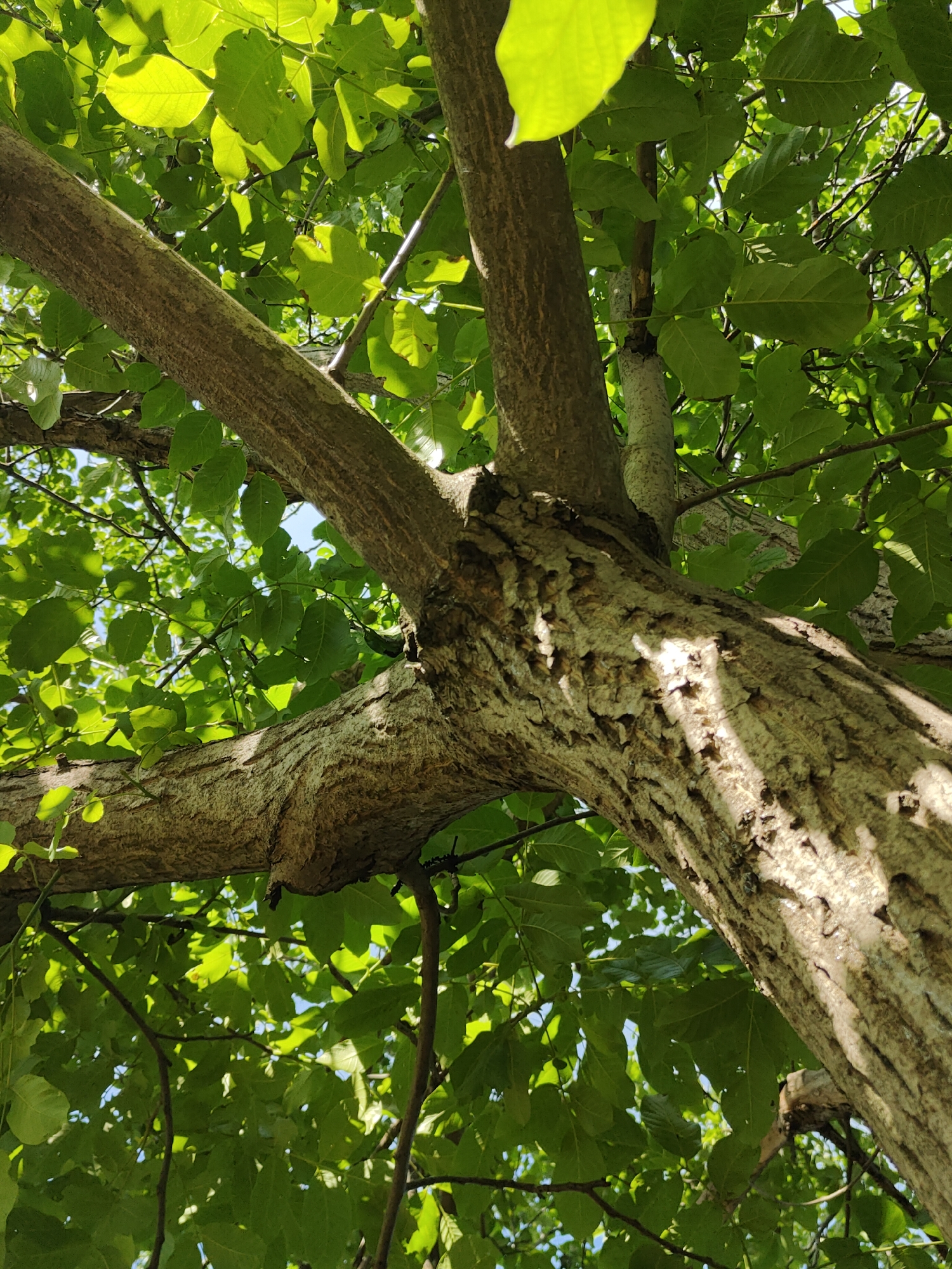 This media file is a low-angle shot looking up into the canopy of a mature tree, likely taken on a sunny day given the bright green leaves and dappled sunlight. The tree has a thick, textured trunk and several large branches extending upwards, some of which are covered in lichen. The leaves are broad and vibrantly green, characteristic of deciduous trees in full leaf during warmer months. The background consists of more foliage and glimpses of a clear blue sky, suggesting an outdoor setting. No people, objects, or text are visible in the image. The scene is serene and natural, capturing a moment of looking up through the branches of a healthy tree on what appears to be a pleasant day. The presence of what might be small, green fruits or developing nuts on one of the branches could indicate the season is late spring or summer. The location context of Kryvyi Rih, Ukraine, places this scene within a specific geographical and environmental setting, though no specific landmarks are visible to confirm this.