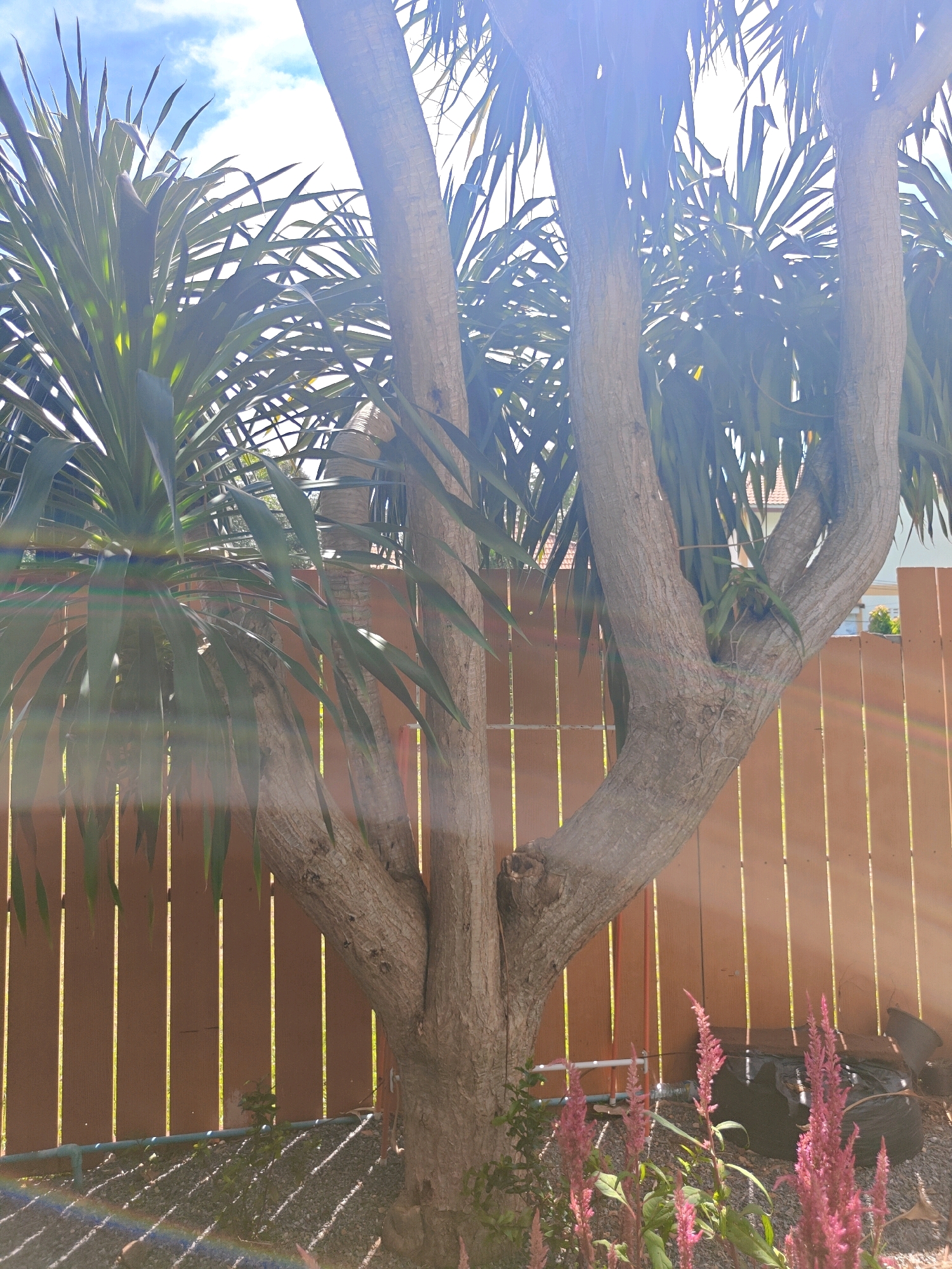 A thick-trunked tree with multiple branches, resembling a palm or yucca, is the central subject of the image. Its leaves are long and spiky, some casting shadows on a light brown wooden fence behind it. The fence is made of vertical planks, with vertical supports visible between them. The sky above is partly cloudy and bright blue. In the foreground, pink flowers with feathery tops are in bloom, and the ground is covered in gravel and small stones. A rainbow-like light flare streaks across the bottom left of the image, indicating bright sunlight. The image appears to be taken outdoors in a garden or yard setting.