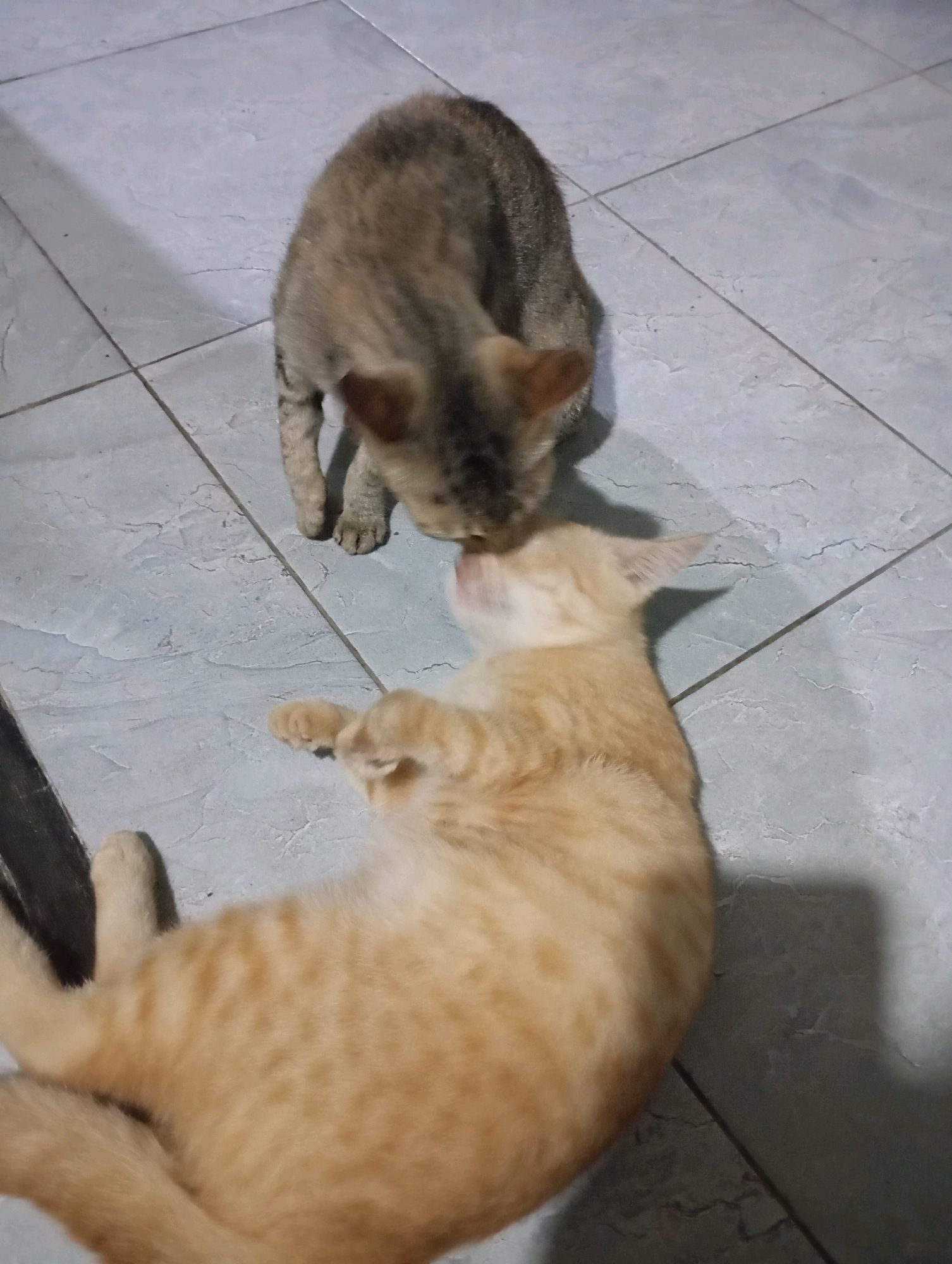 In Wonogondo, Indonesia, two cats are interacting on a tiled floor. A tabby cat is standing and appears to be sniffing or nuzzling a ginger cat. The ginger cat is lying on its back, with its paws extended. The floor is tiled with a light gray pattern. Shadows are cast on the floor from an unseen light source.