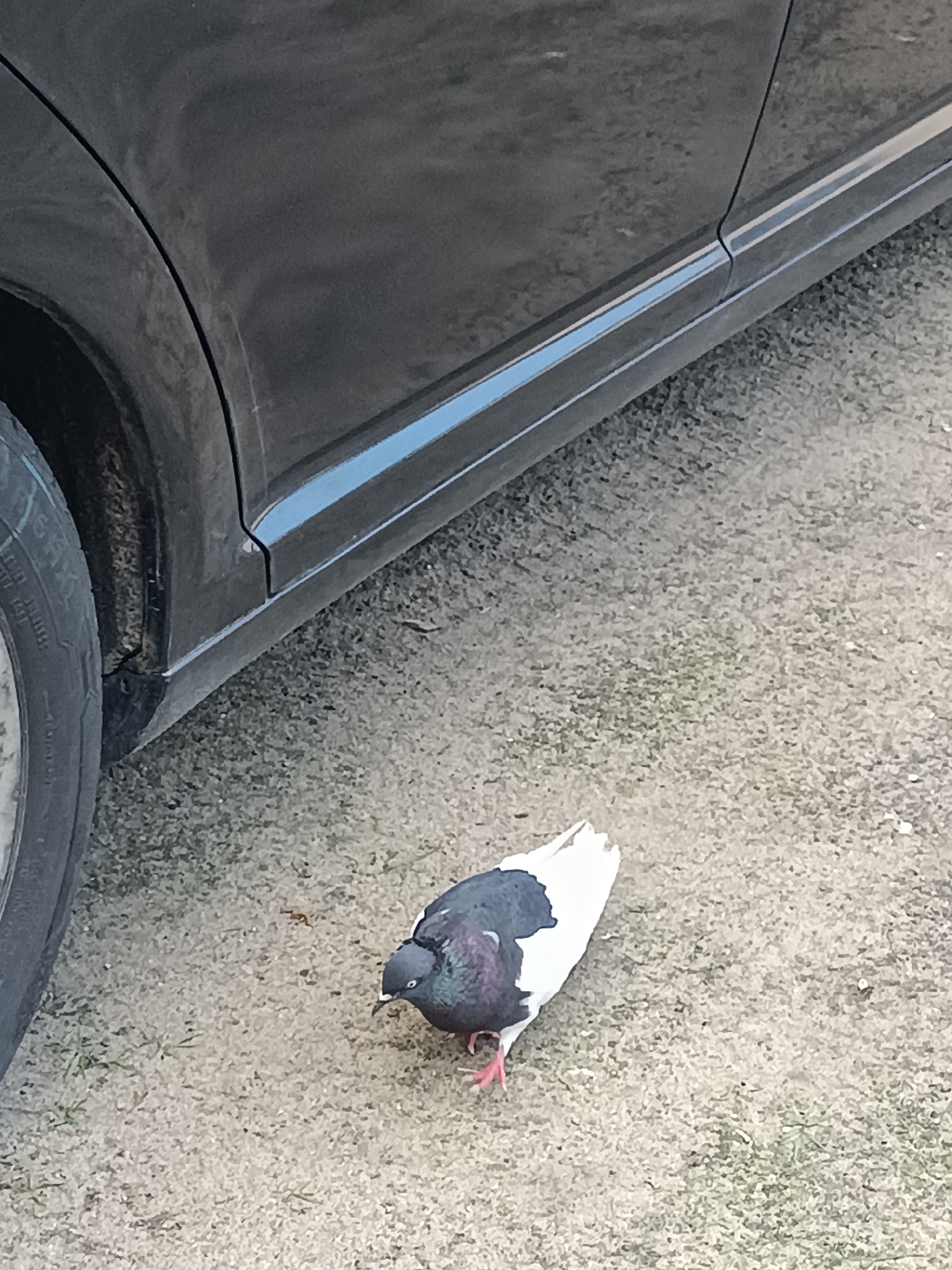 A pigeon with black and white plumage stands on a granular surface next to the lower portion of a dark-colored vehicle. The vehicle appears to be a car, with its wheel and part of the door visible. The ground surface is a mix of sand, small stones, and sparse blades of grass. The scene is outdoors, with natural lighting. The location is identified as Ciechanowiec, Poland.