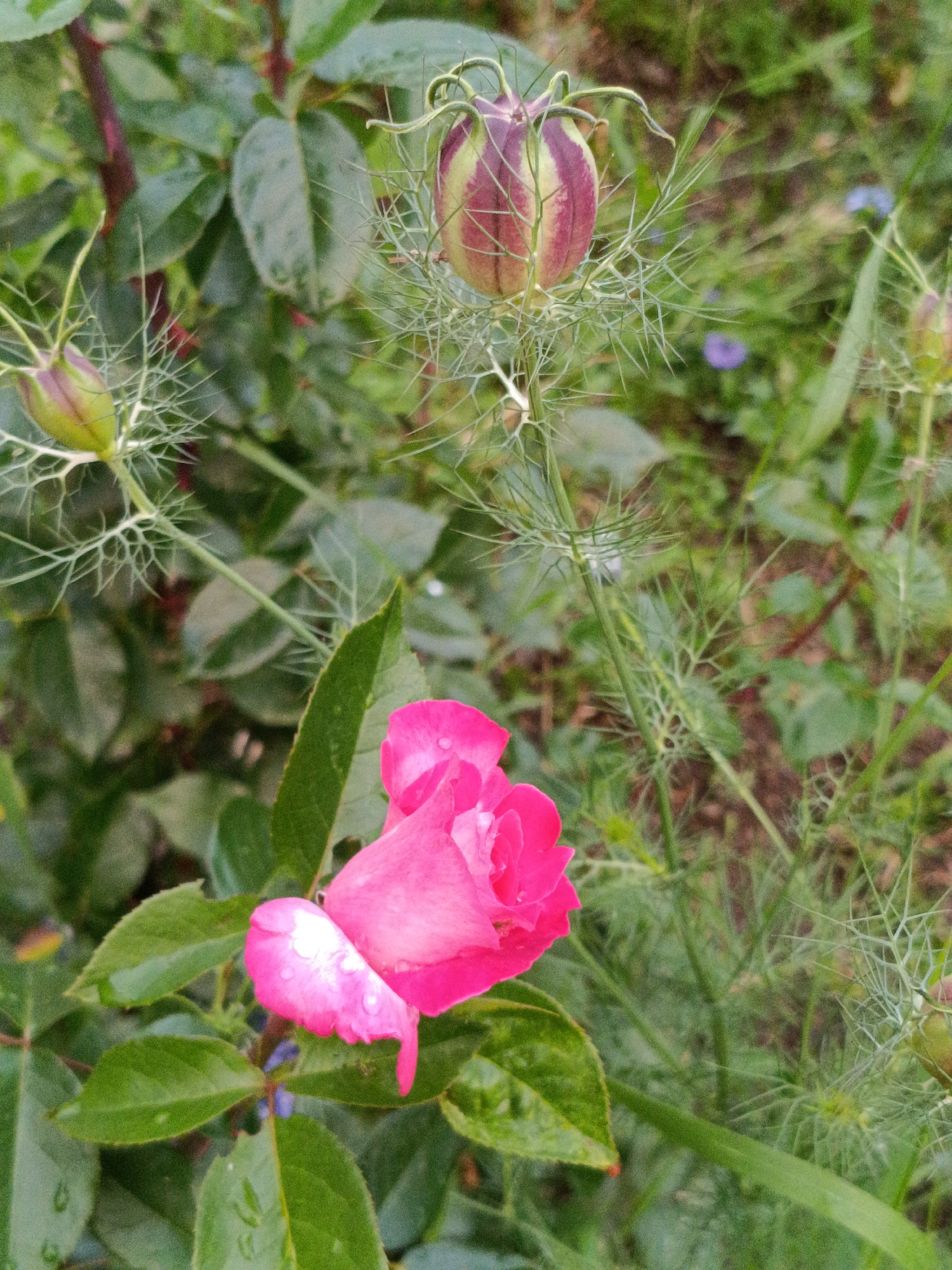 The image shows a close-up of a pink rose in bloom, with water droplets on its petals. Behind the rose, several seed pods of a Love-in-a-Mist plant are visible, some in bud stage, displaying a mix of green and purplish hues, and others with their characteristic spiky structures. The background consists of lush green foliage and hints of small purple flowers, suggesting a garden or natural setting. The overall lighting appears soft, indicating it might be overcast or early morning/late afternoon. The scene is devoid of any human presence or activity. This photograph could have been taken in the city of Martuni, Armenia, known for its green spaces and gardens.