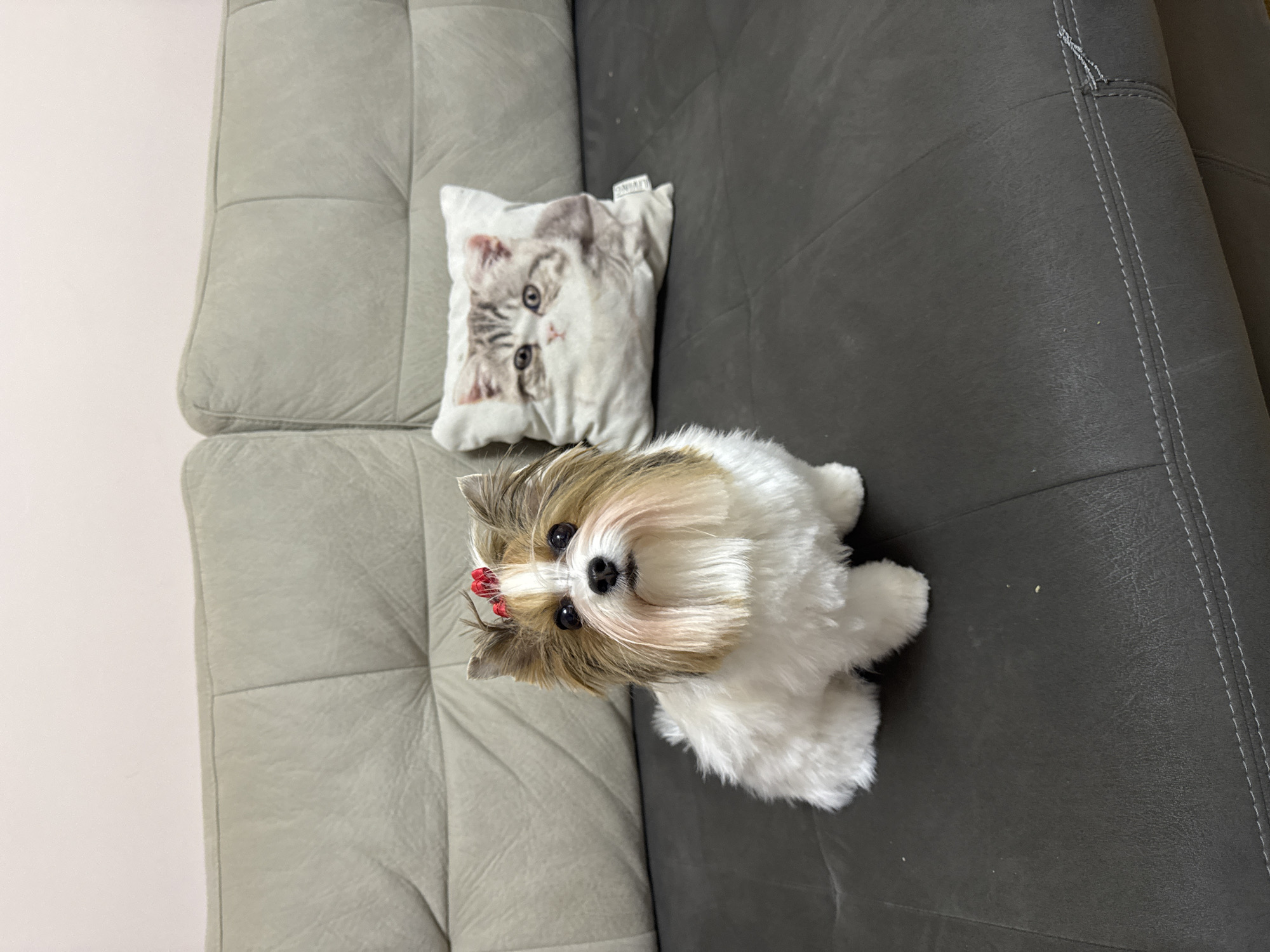 The image shows a small dog sitting on a gray couch next to a small pillow with a cat's face printed on it. The couch has light gray cushions on the left and a darker gray cushion on the right. The dog is mostly white with tan and brown fur on its head and ears, and a small red bow on its head. The dog is facing the camera. The couch appears to be indoors, next to a white wall. The location in Plovdiv, Bulgaria is not evident from the image.