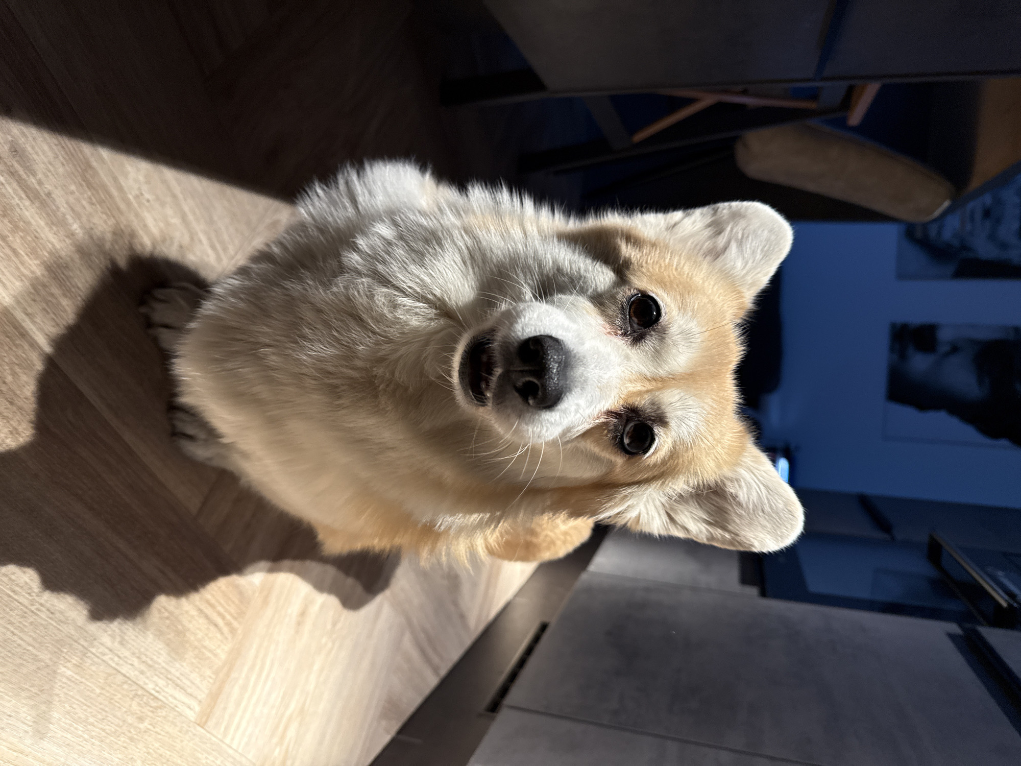 A tan and white corgi dog is sitting and looking upward at the camera. The dog is in a room with wood floors and a gray rug. The lighting is dim, but there is a streak of bright sunlight on the left side of the frame. A chair is visible in the background. There is nothing in the photo to indicate that the location is in Krasnoyarsk, Russia.
