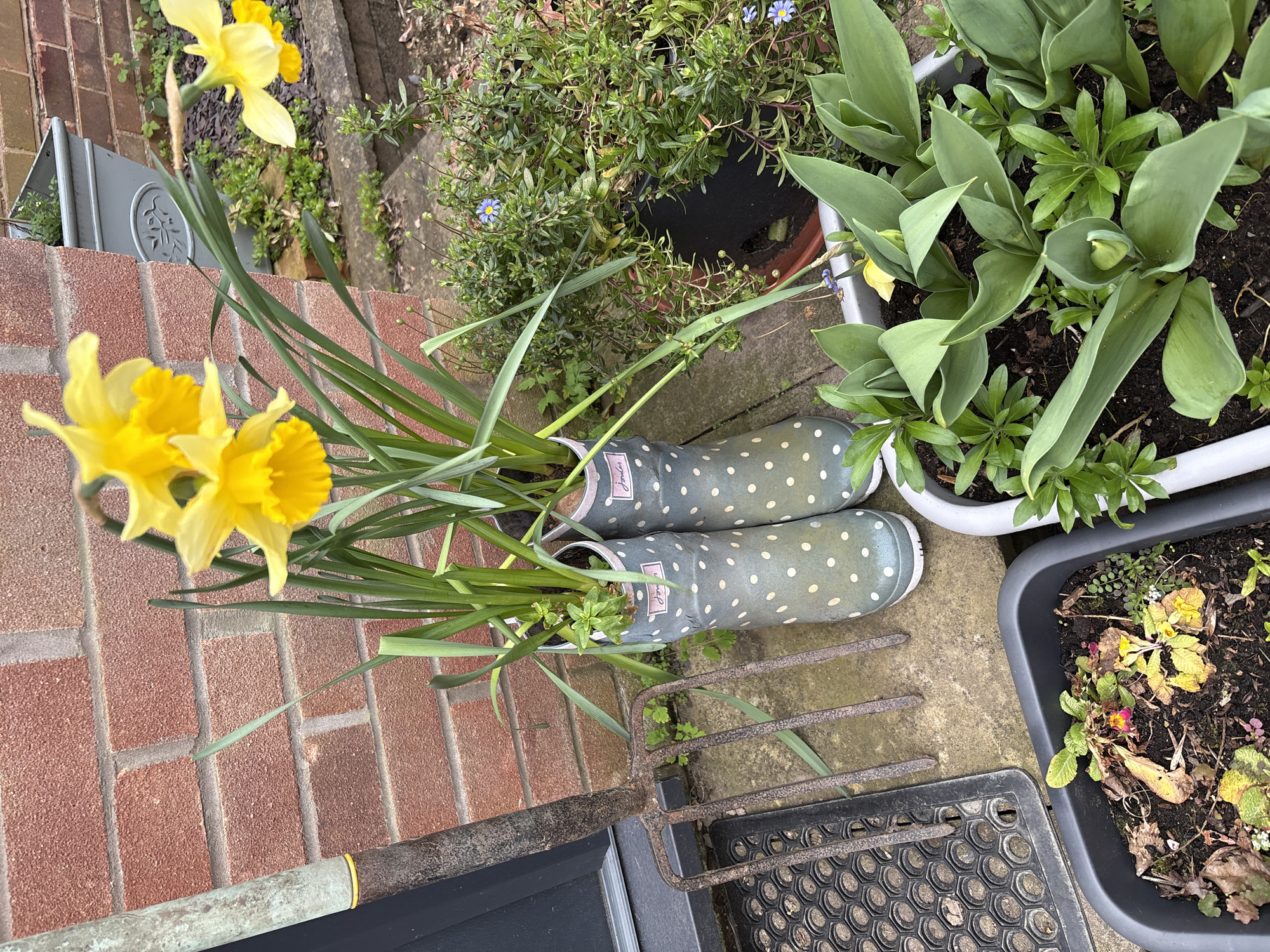 The image captures an outdoor scene, likely a garden in Longden, United Kingdom. Daffodils in full bloom are prominently featured, with their vibrant yellow color contrasting against the brickwork of a wall. Nearby, a pair of green wellington boots with white polka dots, identified by the Joules label, are filled with greenery, possibly daffodil foliage. Adjacent to the boots, a rusty gardening fork rests on the ground next to a rubber mat. Various potted plants surround these objects, including tulips and other greenery, suggesting an active gardening space. The scene conveys a springtime atmosphere with a focus on gardening.