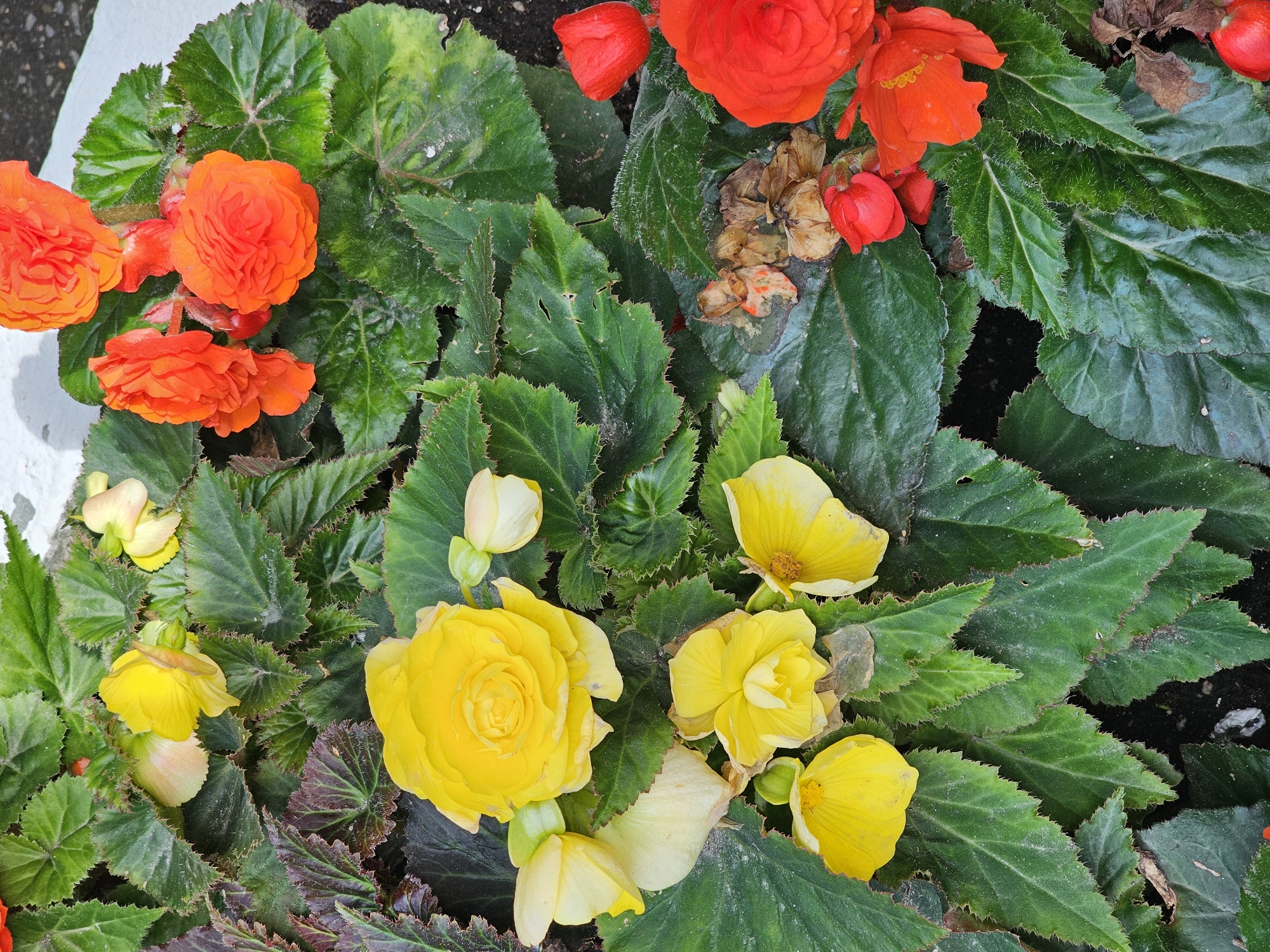 This is a close-up, top-down shot of a bed of begonias in Moscow, Russia. The flowers are a mix of vibrant orange and bright yellow, with some buds and dried brown blossoms interspersed. The leaves are large, dark green, and have serrated edges, with some showing reddish-purple undersides. The scene is lit by natural daylight, suggesting it was taken during the day, possibly in the morning or afternoon. There are no people visible, and the focus is entirely on the floral arrangement. The setting appears to be a garden or planter box, with dark soil visible in the background in some areas. The overall impression is one of a lush, blooming garden.