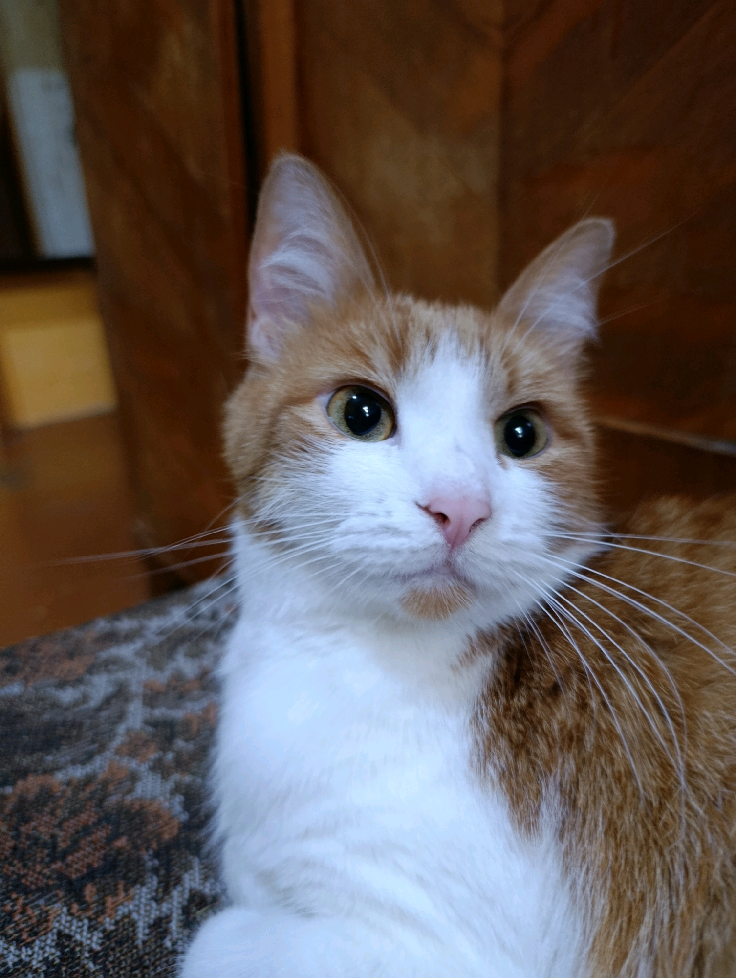 A close-up, vertical, head-on shot captures an orange and white cat with green eyes, sitting on a patterned surface. The cat's head is tilted slightly to the right, and its pink nose and prominent white whiskers are clearly visible. The background consists of a textured wooden surface with vertical lines, suggesting an indoor setting. The lighting is soft, highlighting the cat's fur and facial features. There is no indication of the city of Cherkasy, Ukraine, or any specific location.