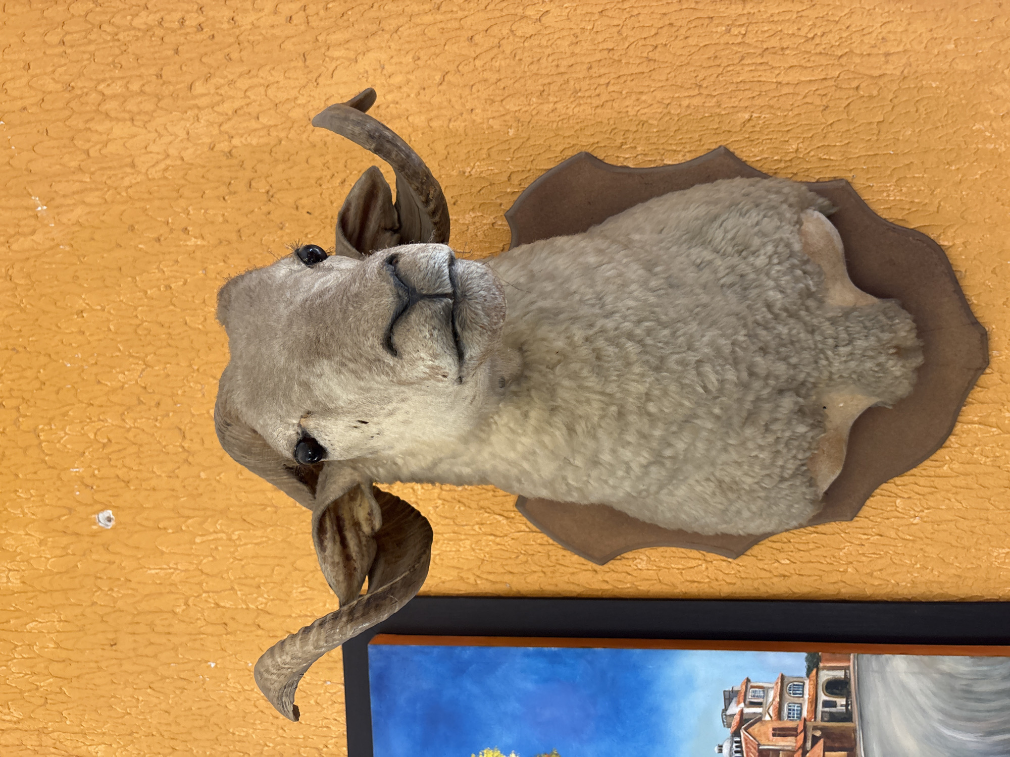 A taxidermied sheep's head, mounted on a brown, contoured plaque, is affixed to an orange wall. Below the plaque, a framed painting depicting buildings under a blue sky is visible. The precise location of Ocotepec, Mexico is not apparent from the visual information provided.